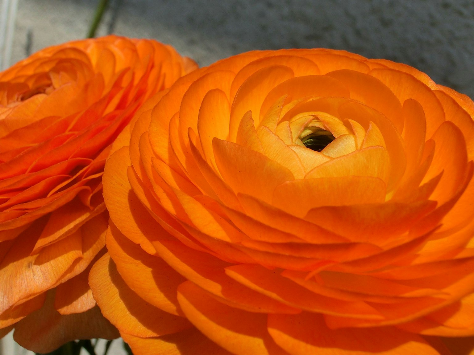 Dos flores de ranúnculo naranja vibrante en primer plano