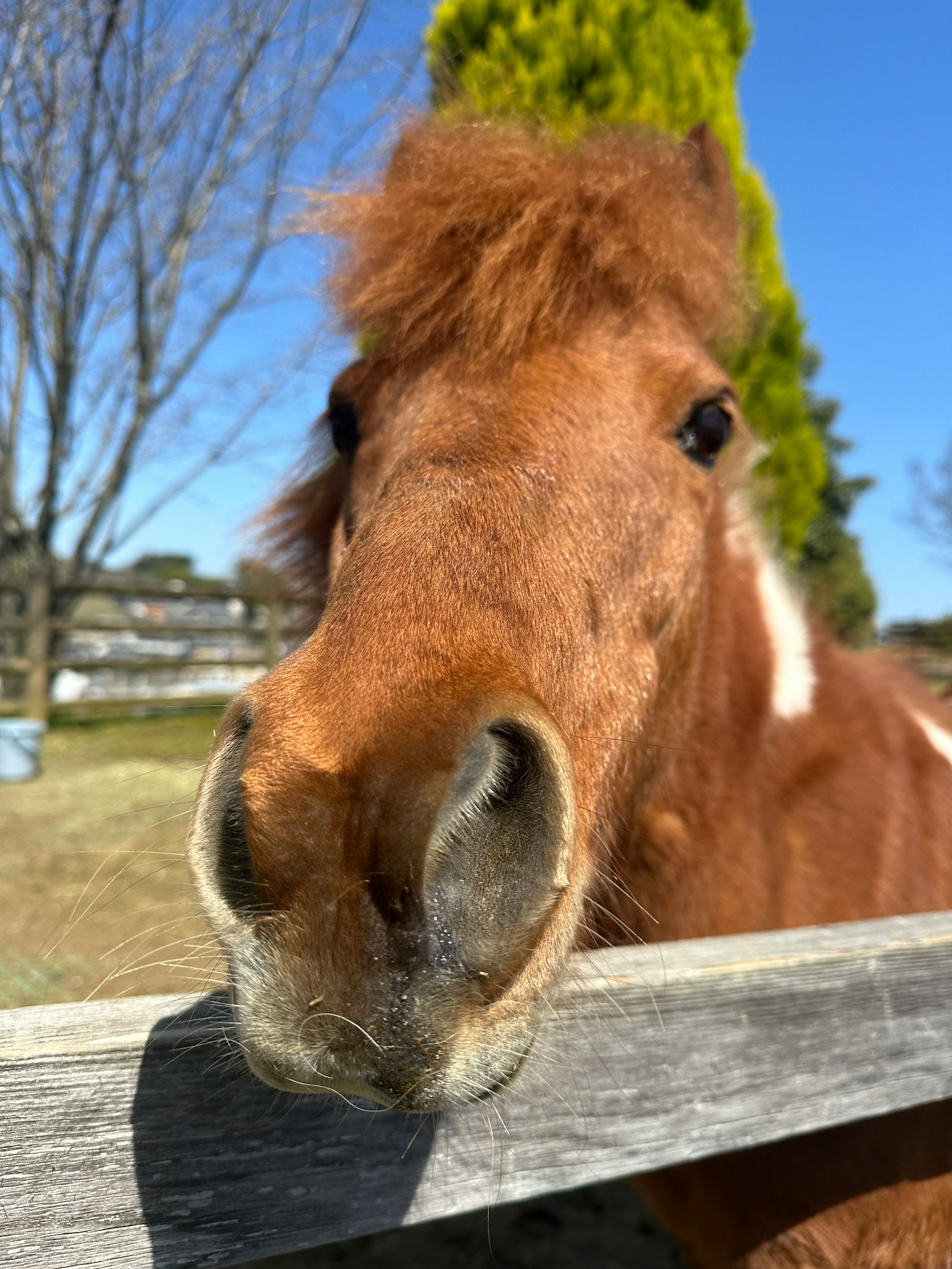 Primo piano di un cavallo marrone che sporge sopra una recinzione di legno alla luce del sole