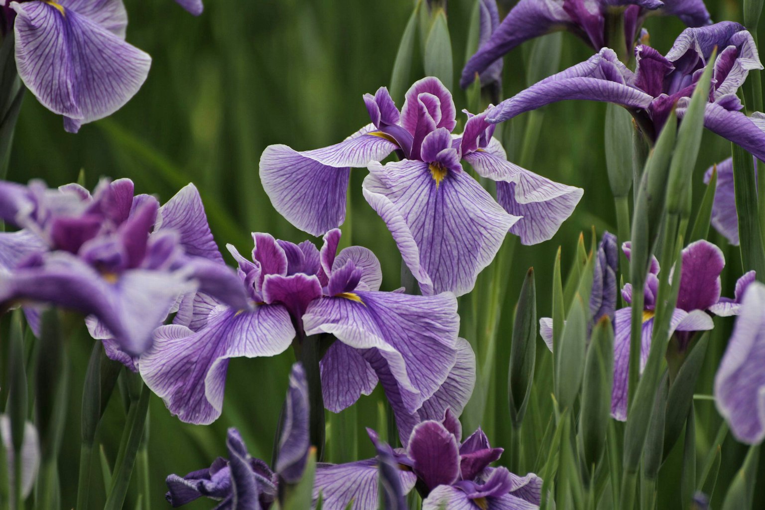 Sekelompok bunga iris ungu mekar di ladang rumput