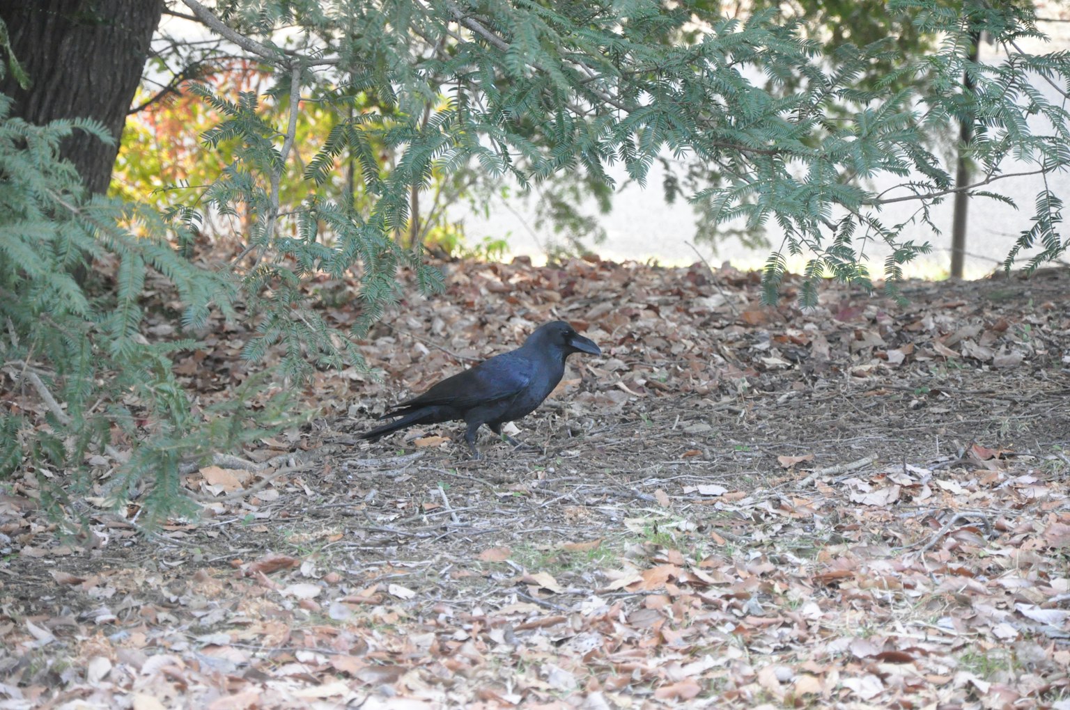 A black crow on the ground surrounded by scattered leaves and green trees