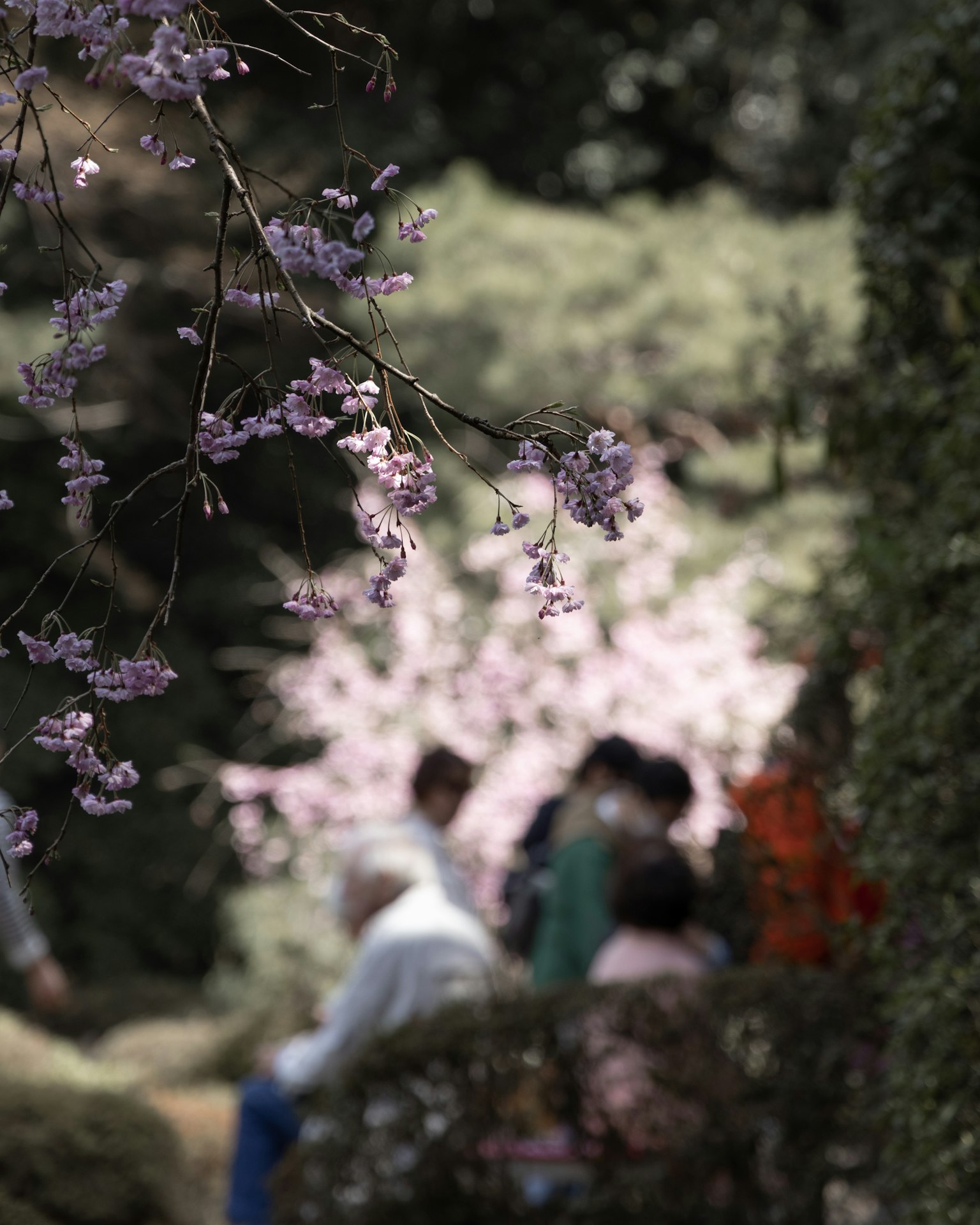 Persone sedute in un parco con fiori di ciliegio in fiore