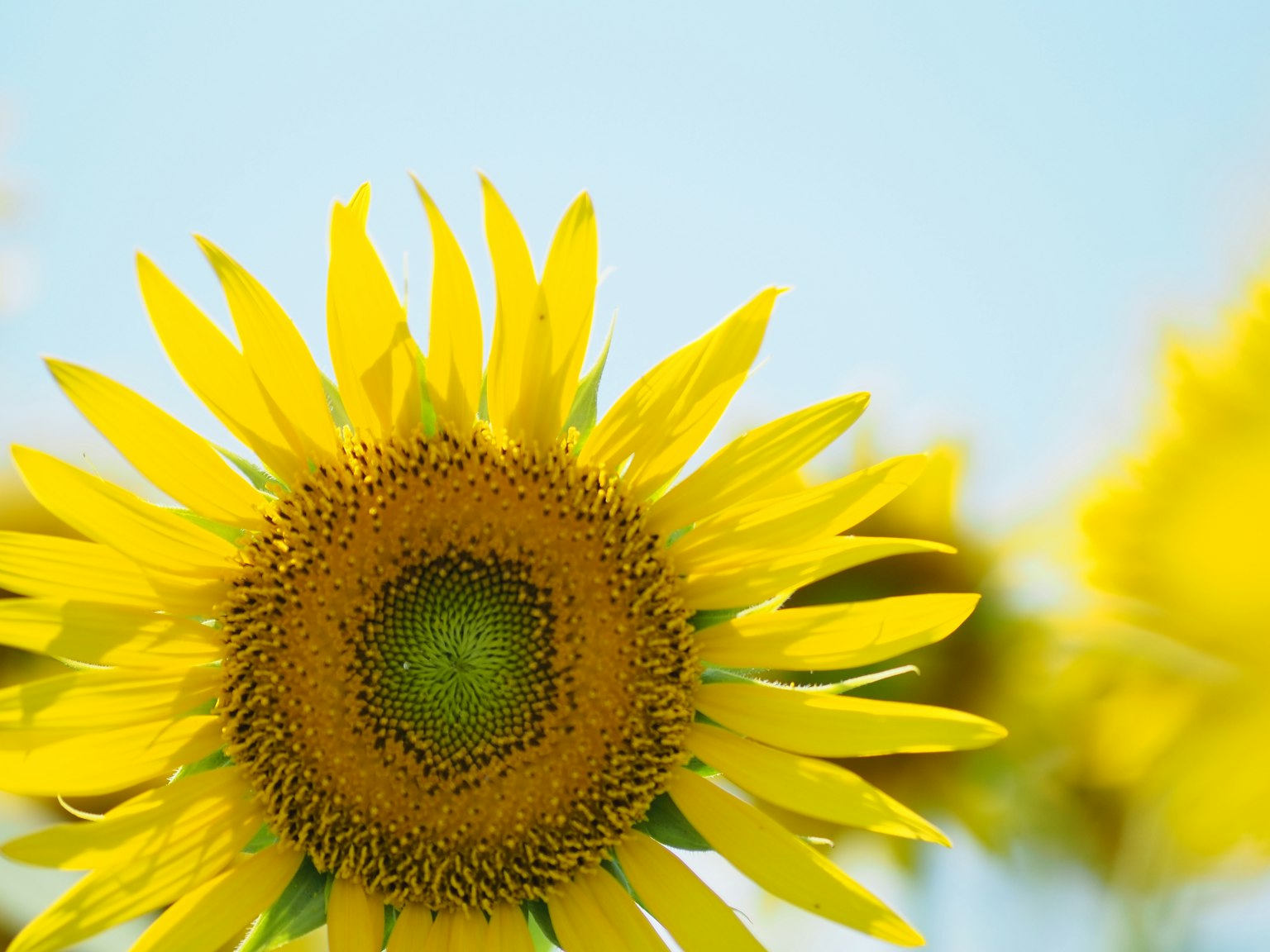 Lebendige Sonnenblume vor einem hellblauen Himmel