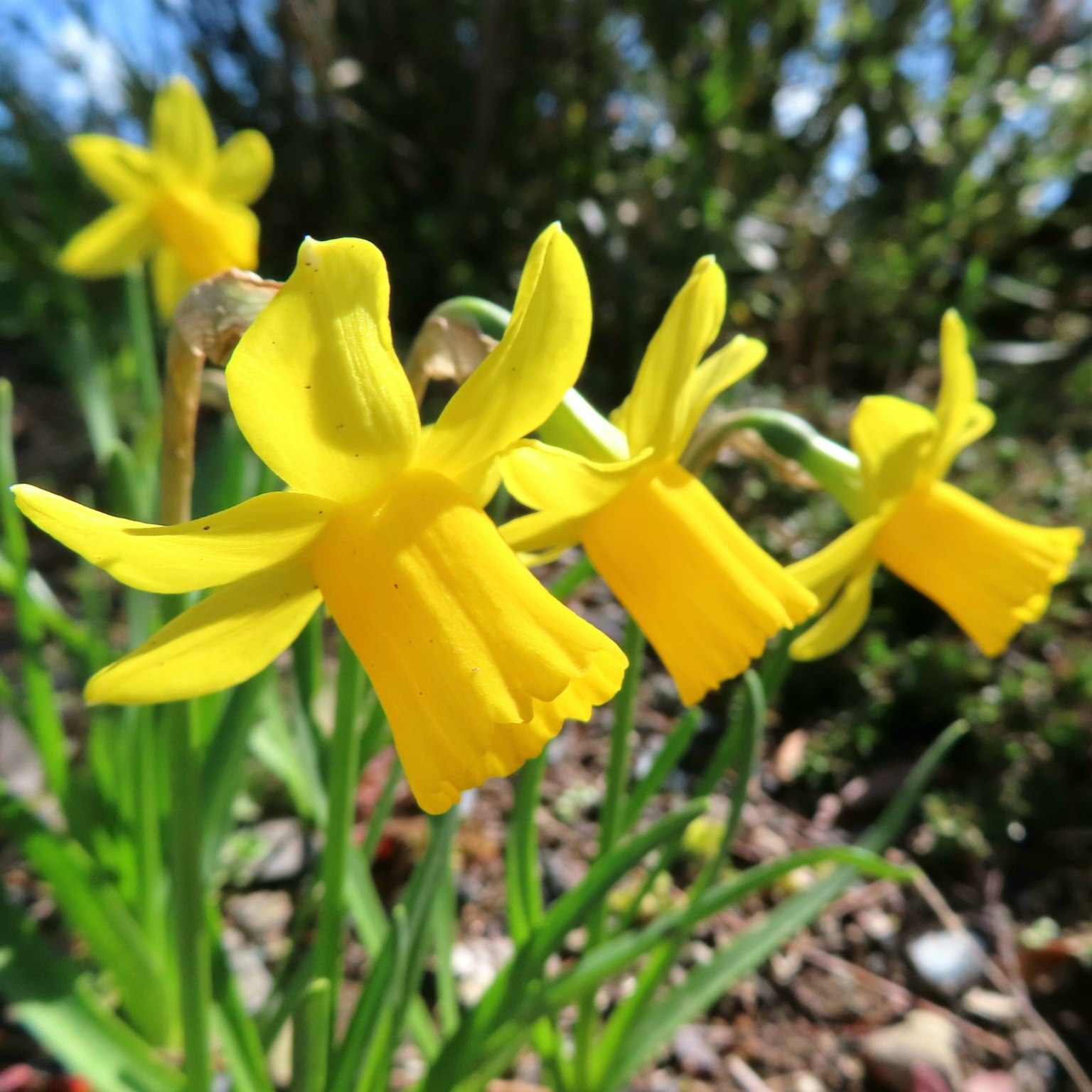 Fleurs de jonquille jaunes brillantes en fleurs dans un jardin