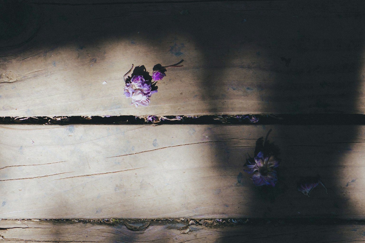 Purple flowers scattered on a wooden floor