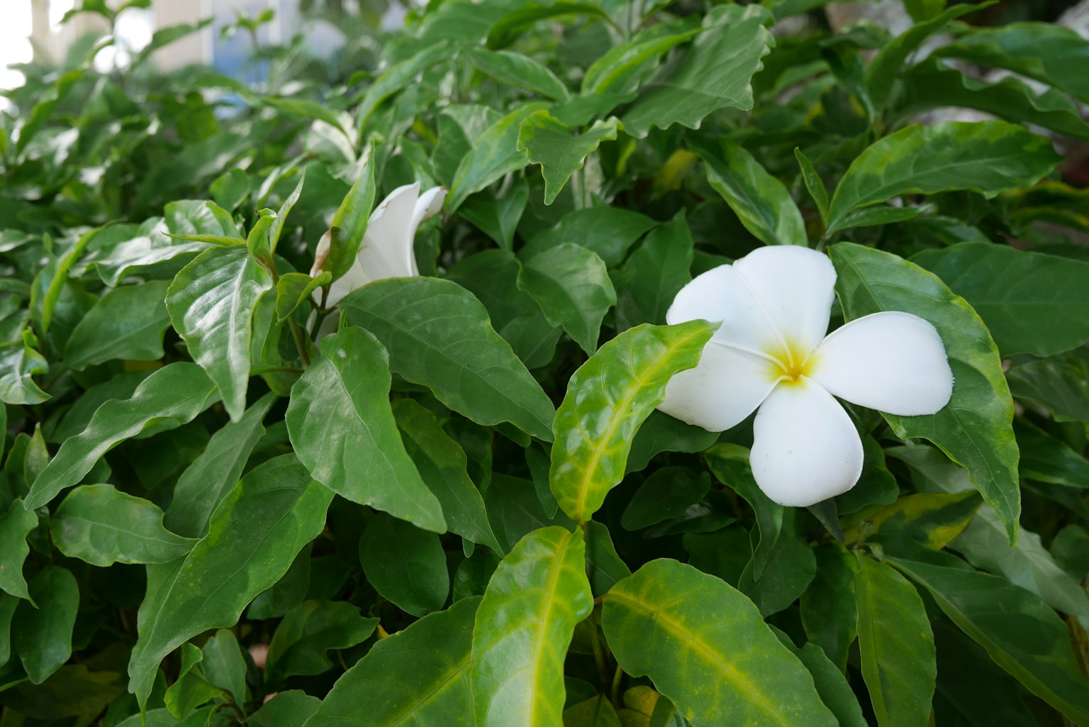Fleur blanche avec un centre jaune parmi des feuilles vertes