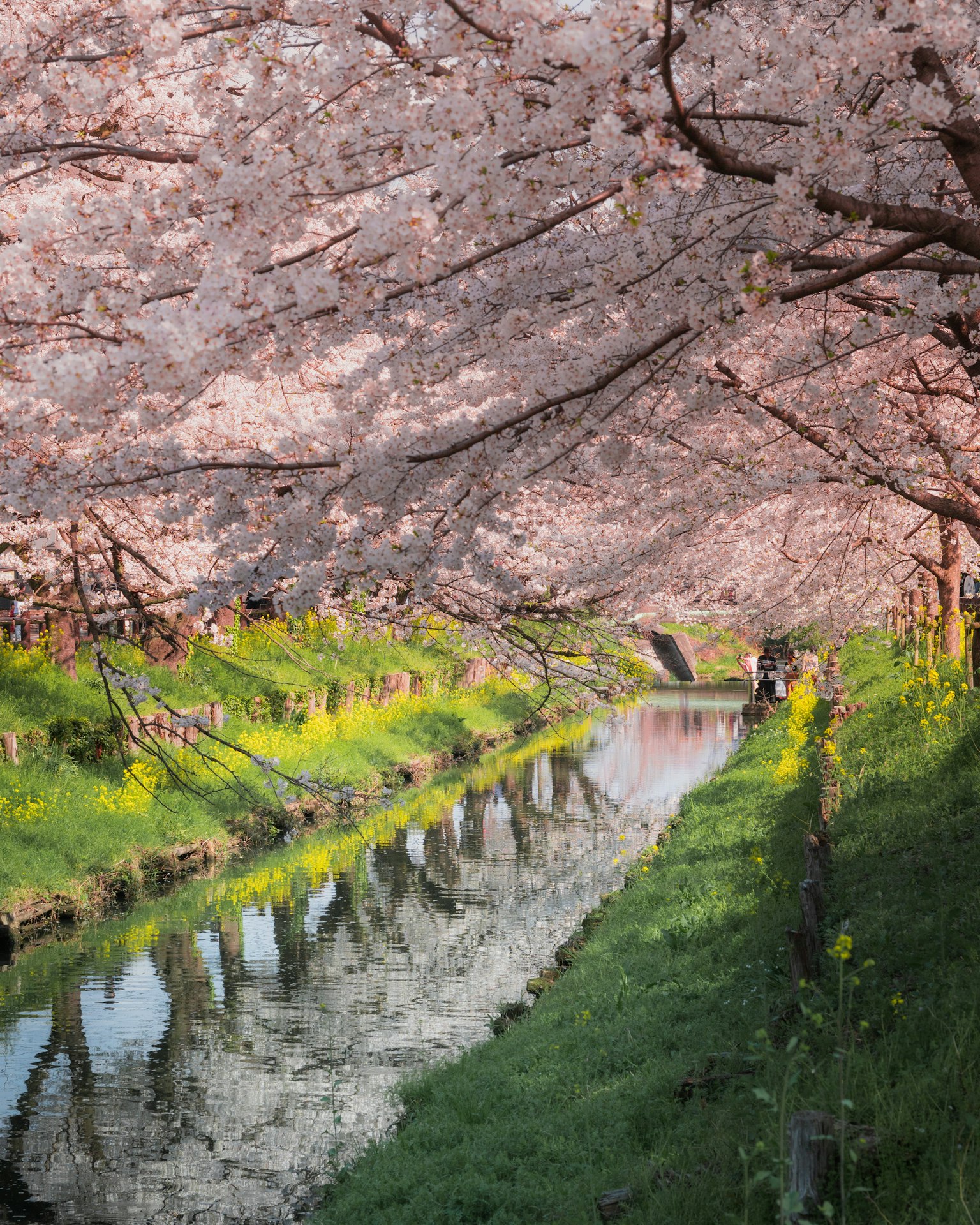 Vista escénica de cerezos a lo largo de un río reflejándose en el agua tranquila