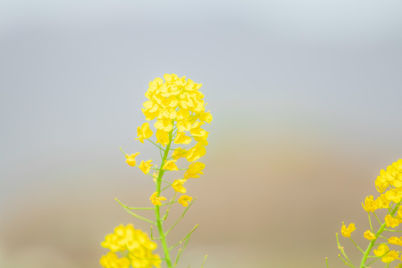 美麗的黃色花朵在柔和的雲層背景下綻放