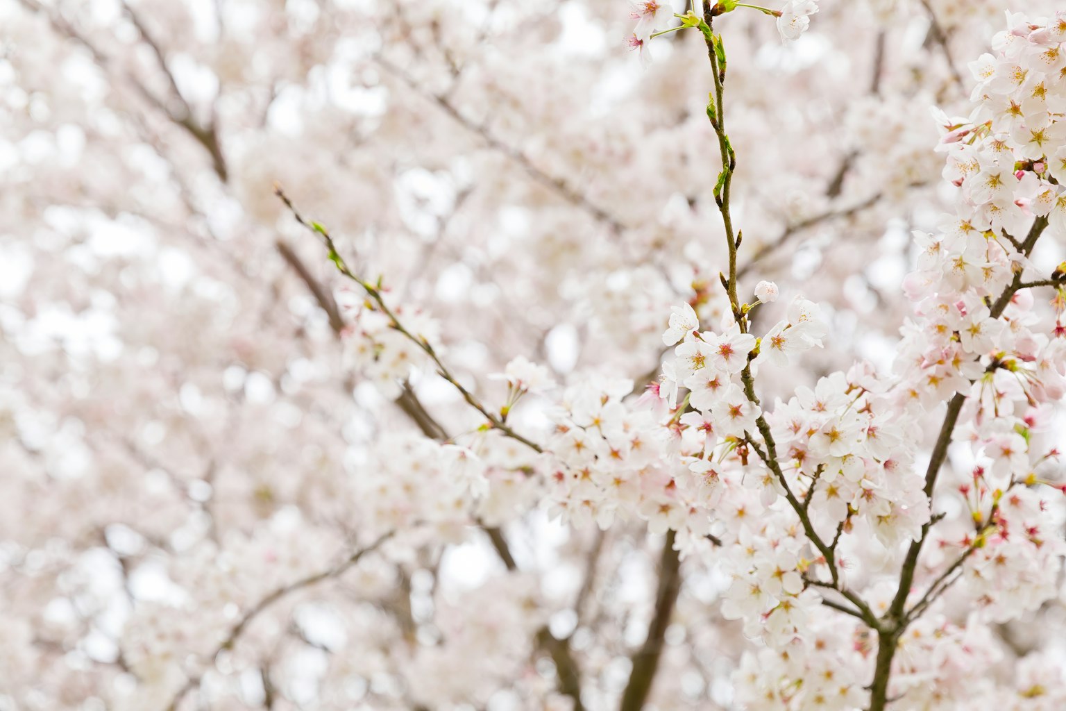 白い花が咲いた桜の木の枝のクローズアップ