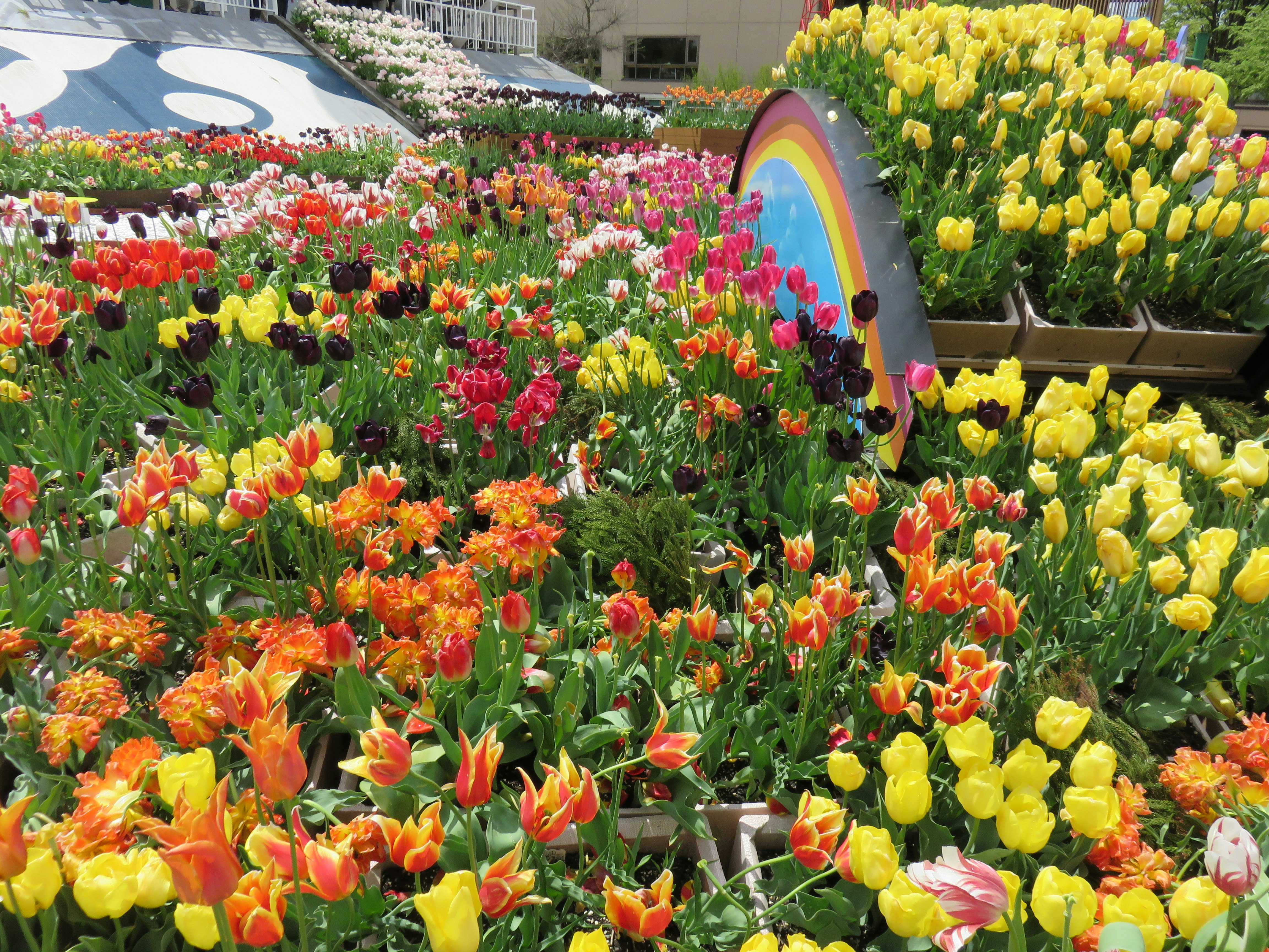 Colorful tulip garden with a flower arch