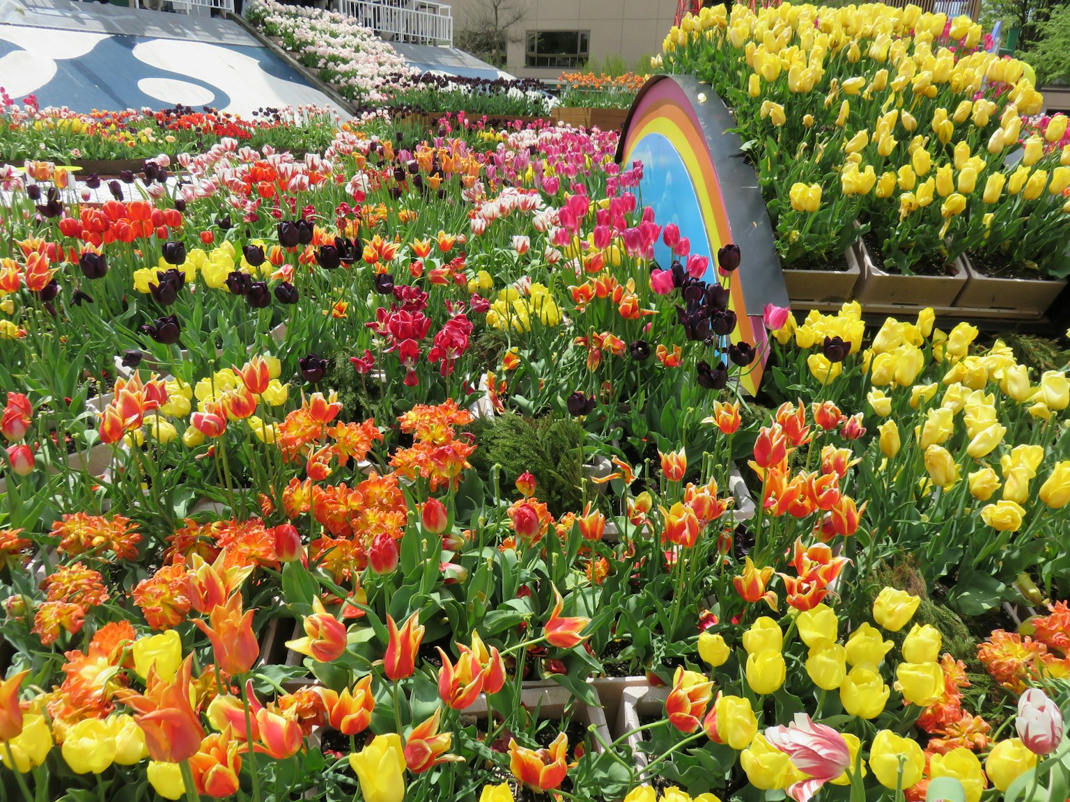 Giardino vibrante pieno di tulipani colorati e fiori