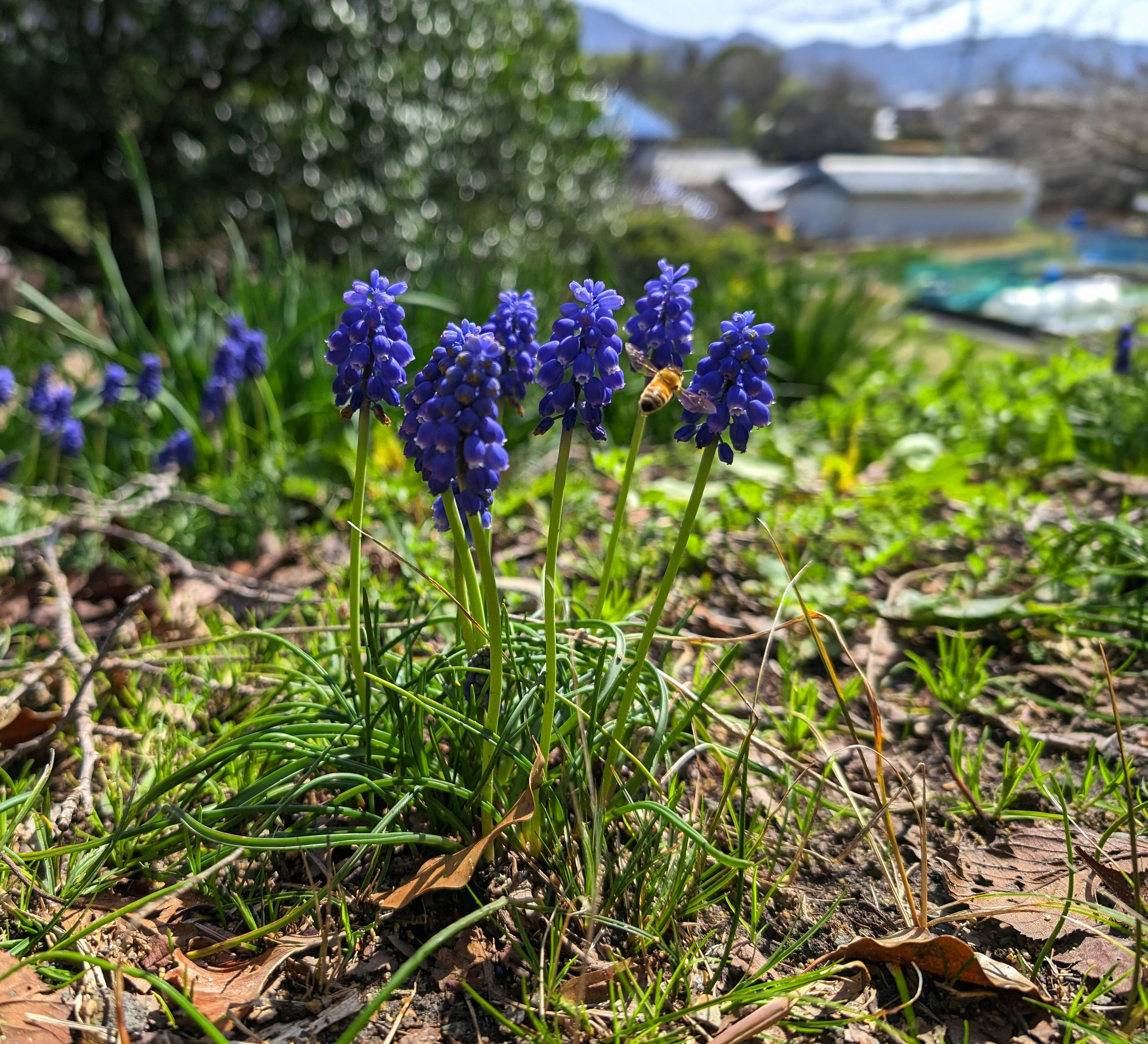 ムスカリの花と蜂が咲く庭の草地