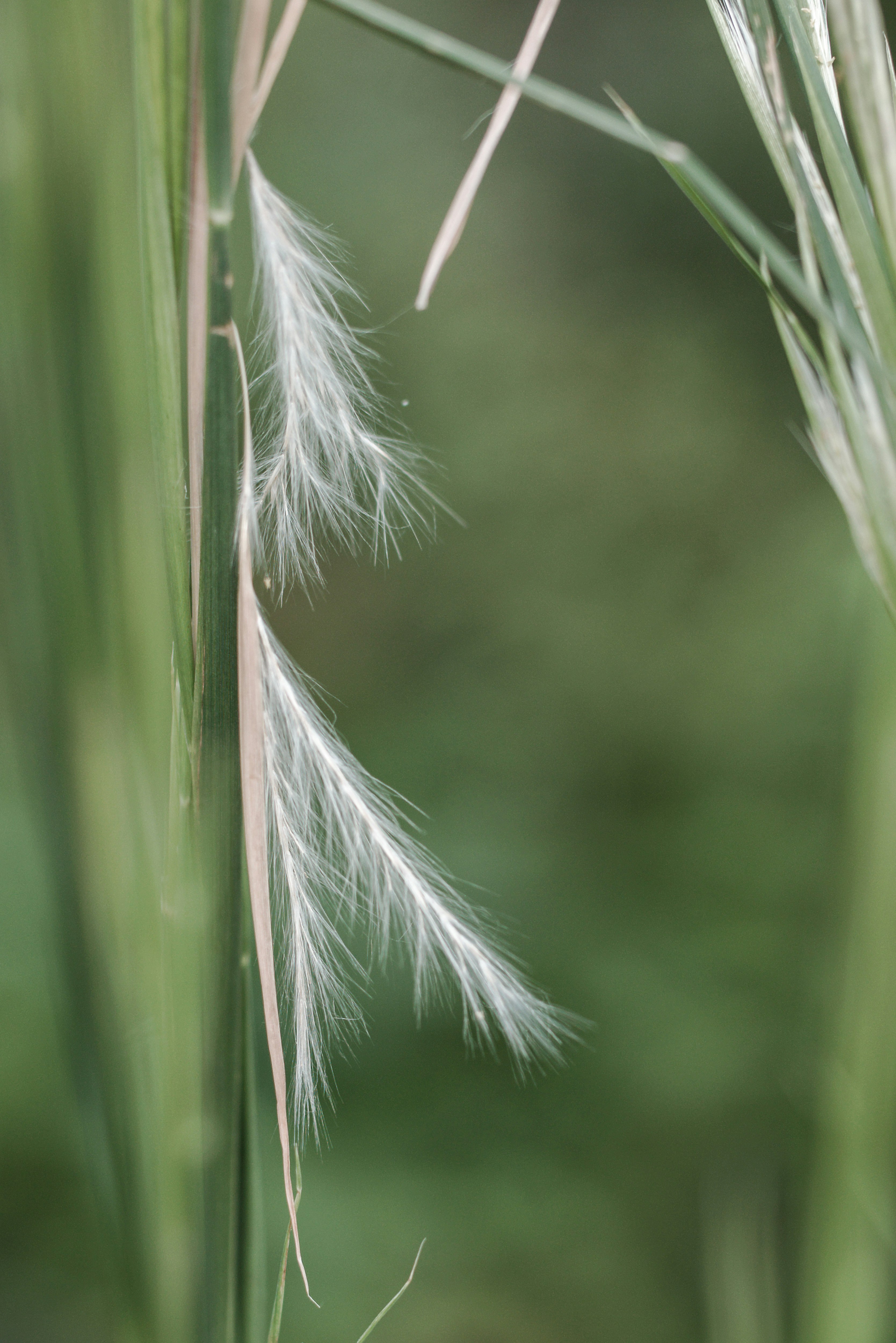 fluffy dandelion-like seed tufts swaying among grass