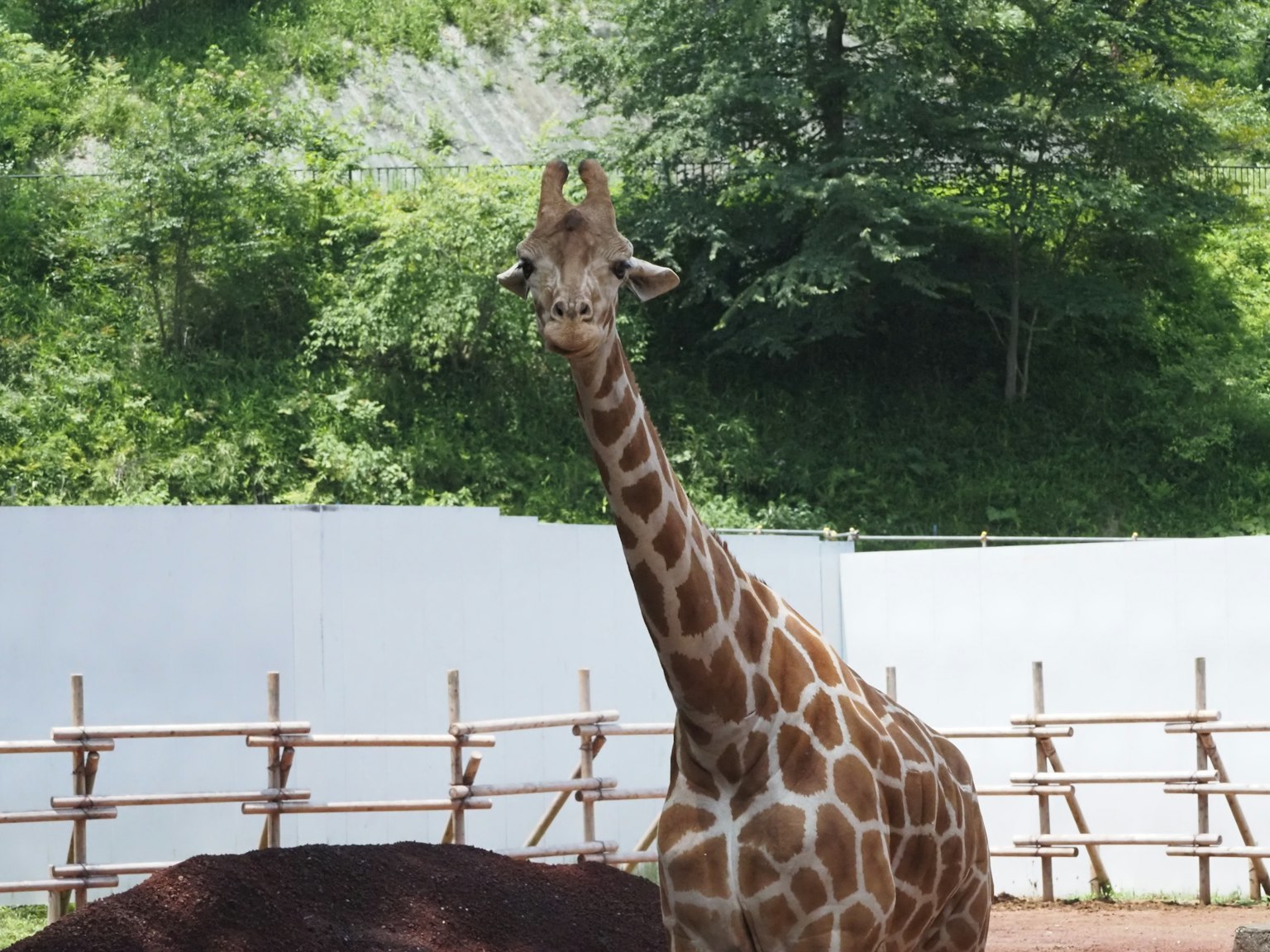 Una jirafa con un cuello largo está en un zoológico con árboles verdes de fondo