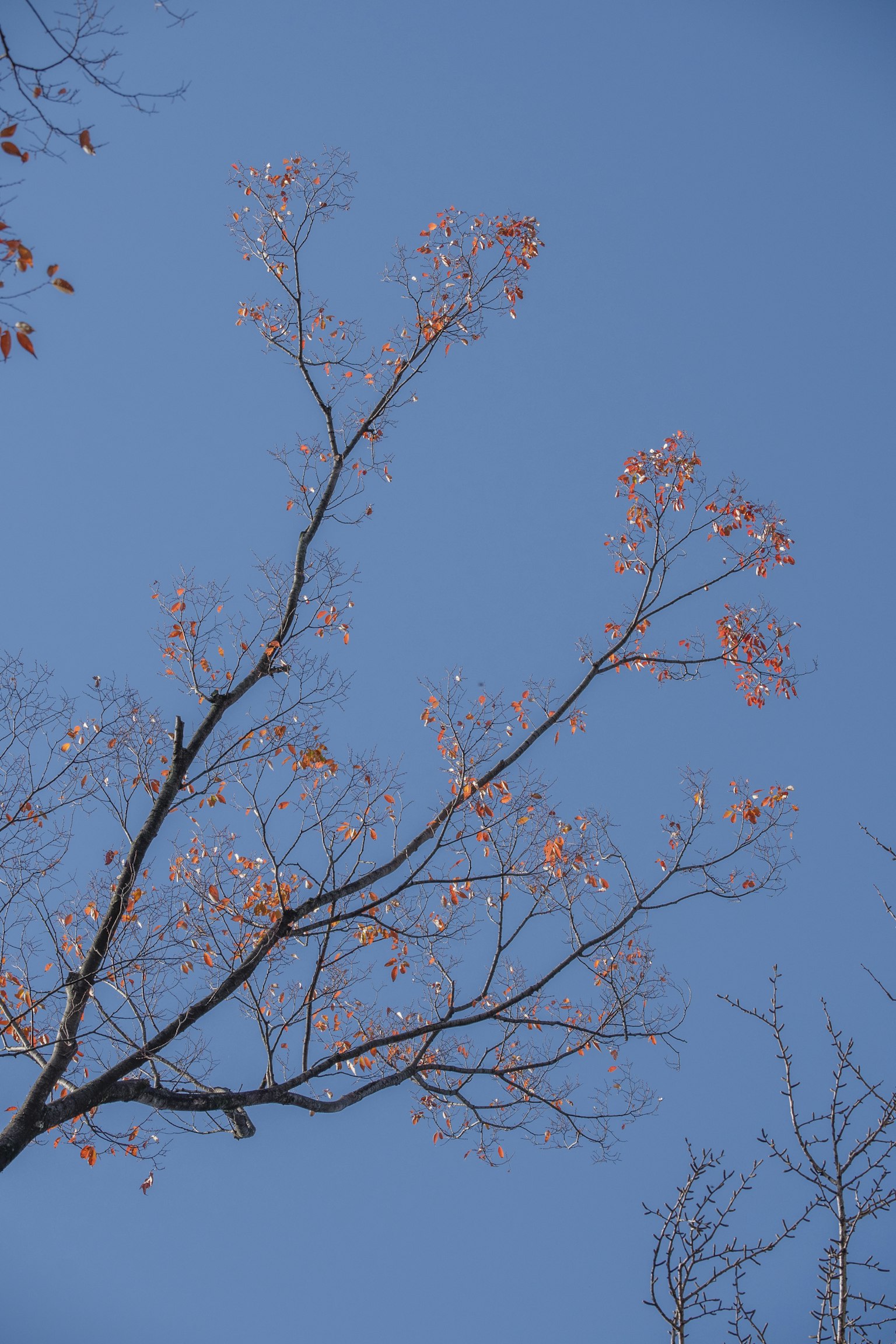 Ramas delgados con nuevas hojas de primavera contra un cielo azul