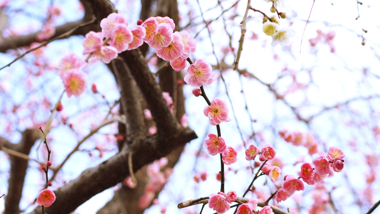 Gros plan de fleurs de cerisier en fleurs sur des branches