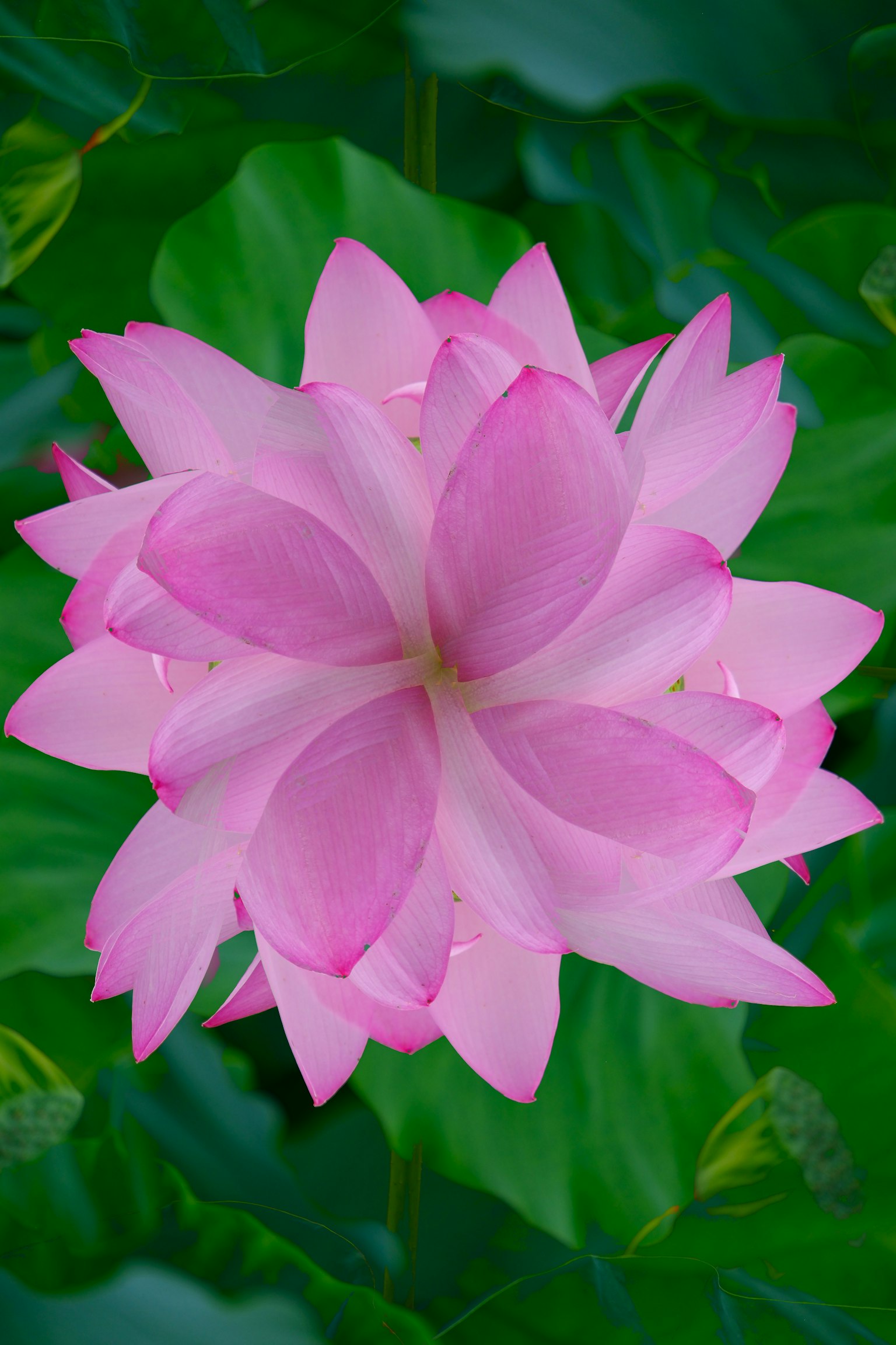 Eine schöne rosa Lotusblume, die über grünen Blättern blüht
