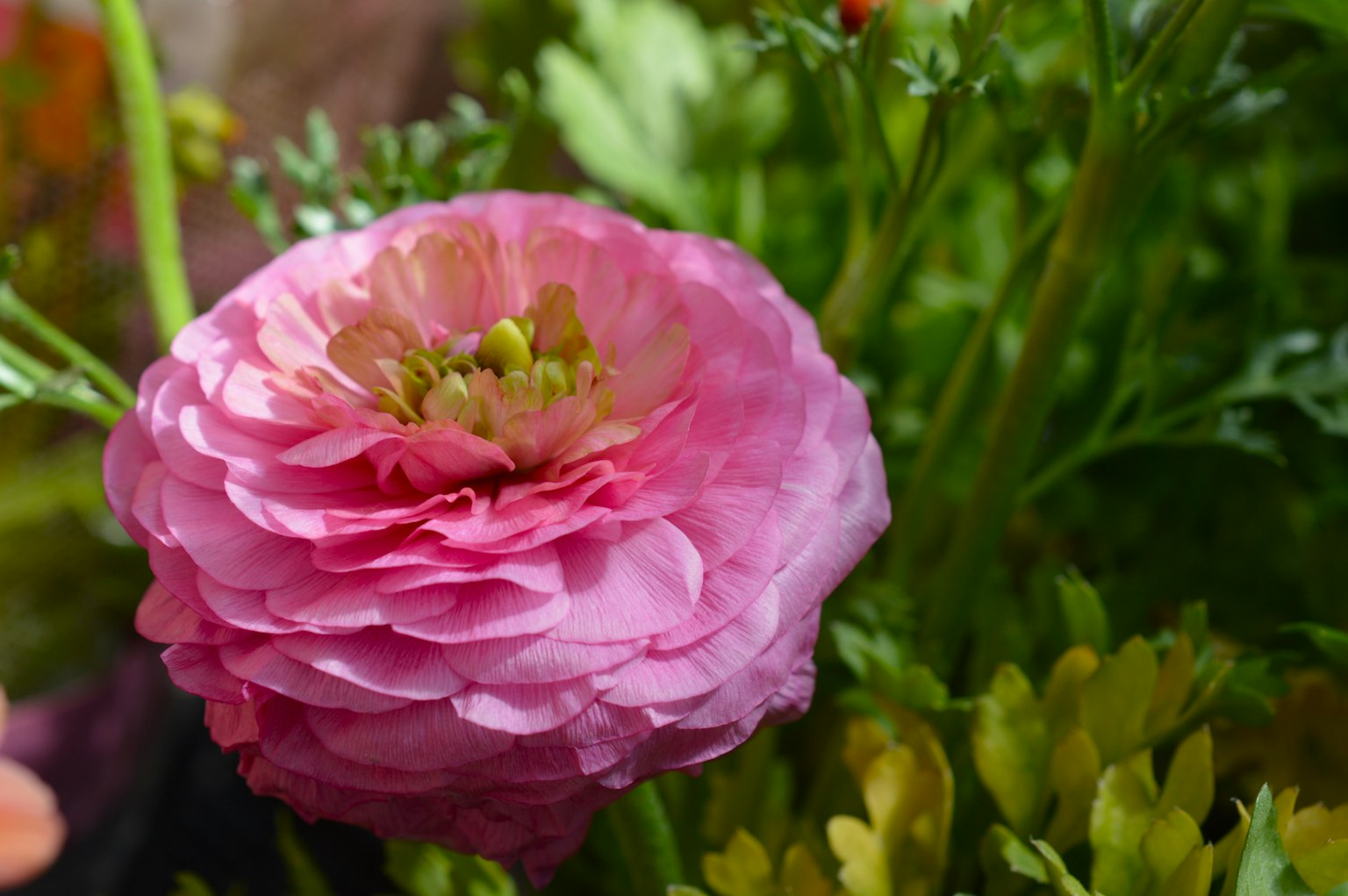 녹색 잎으로 둘러싸인 아름다운 분홍색 라눔쿨러스 꽃