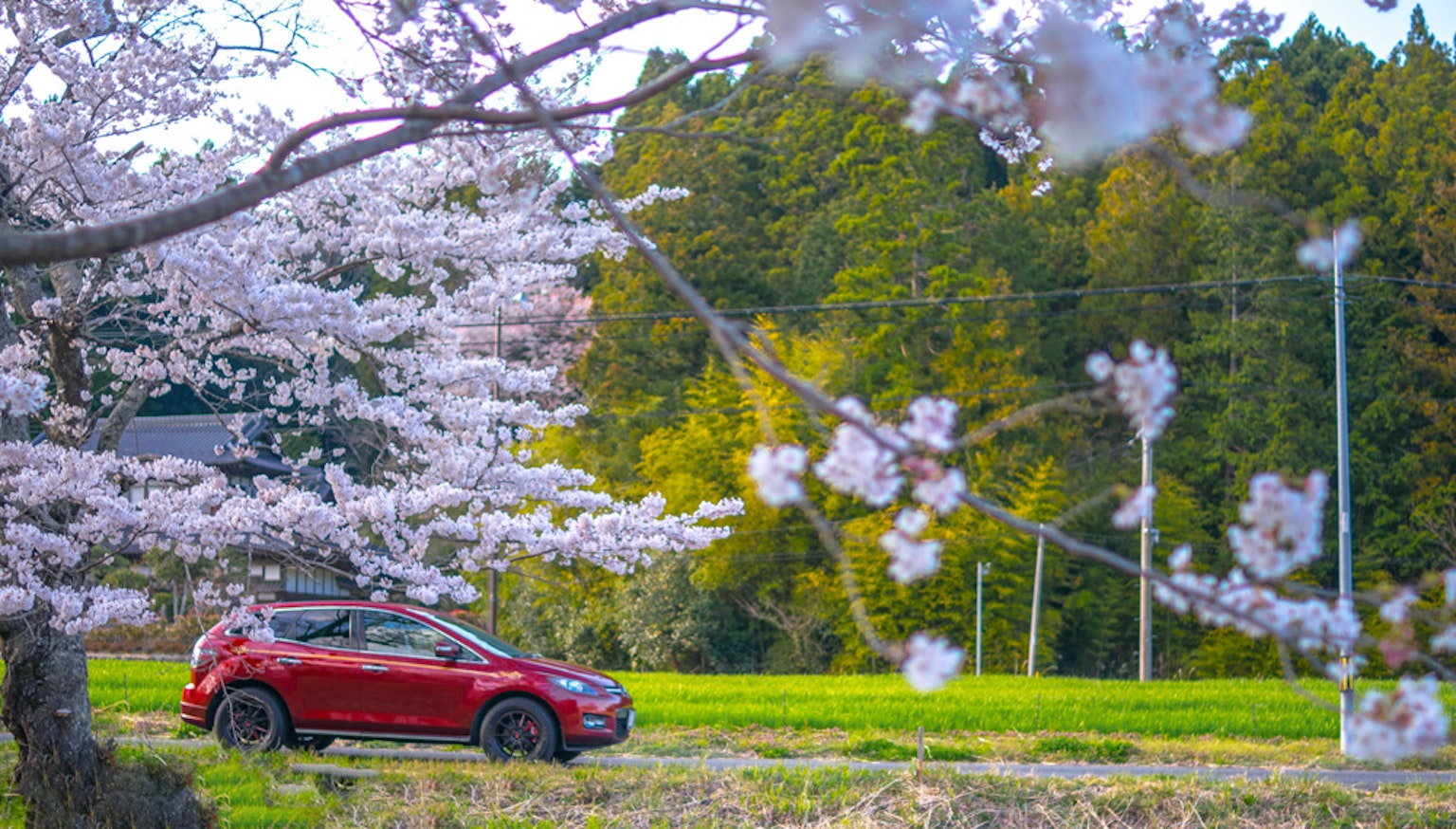 Red car under cherry blossom trees with green countryside