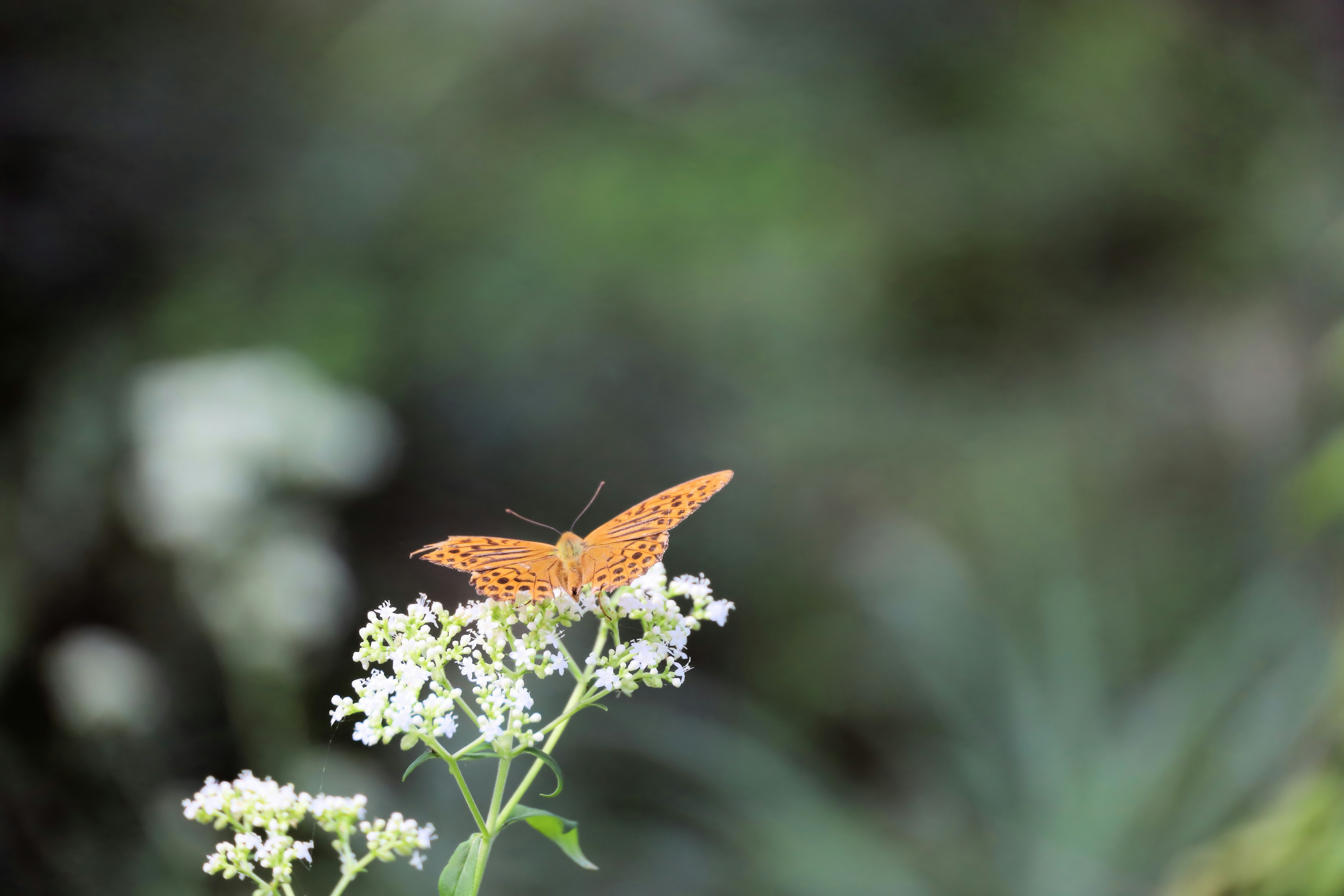 papillon orange posé sur des fleurs blanches