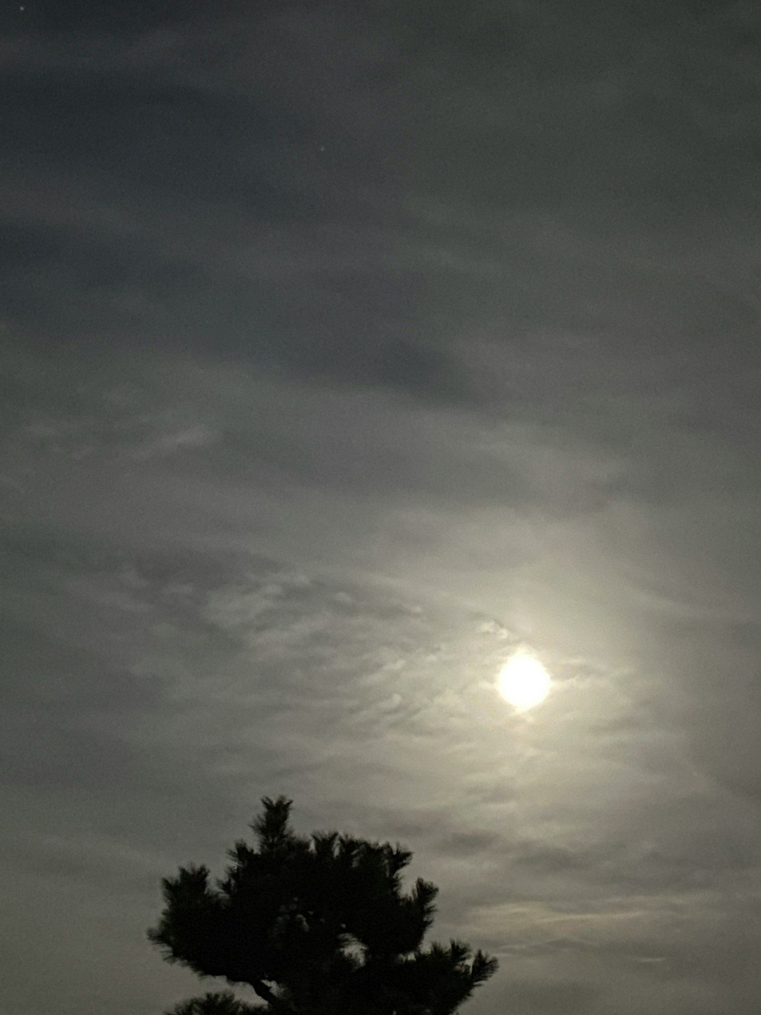 Sun shining through thin clouds with a silhouetted tree