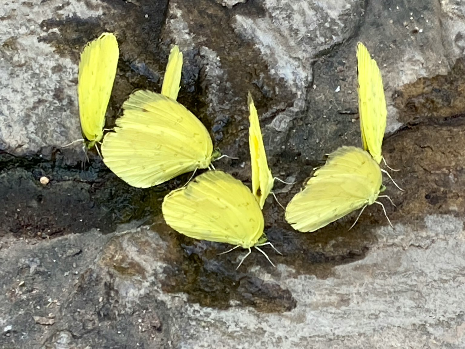 Farfalle gialle brillanti raggruppate su una roccia