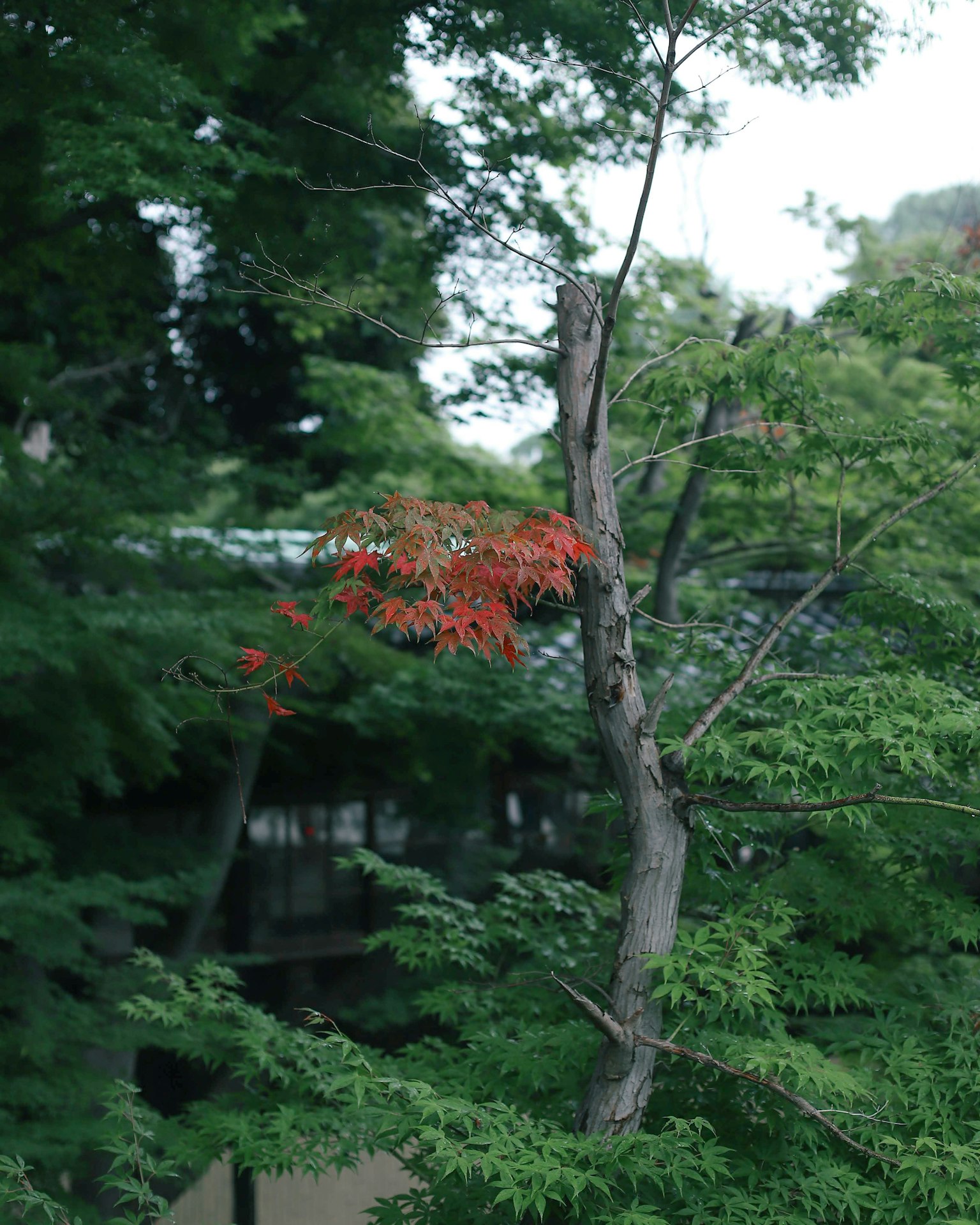Árbol con hojas rojas entre el follaje verde