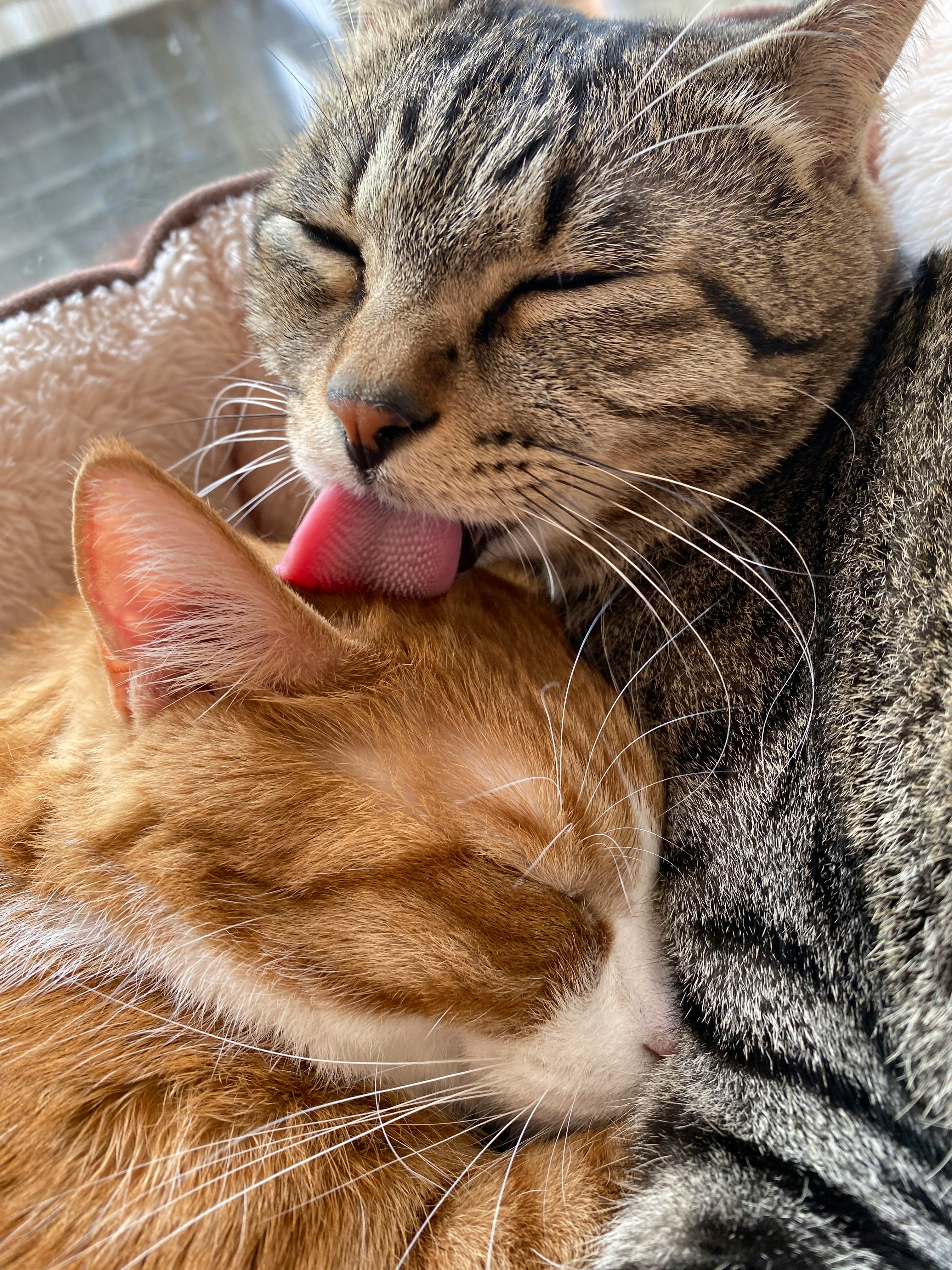 猫同士の毛づくろいをする仲良しの様子