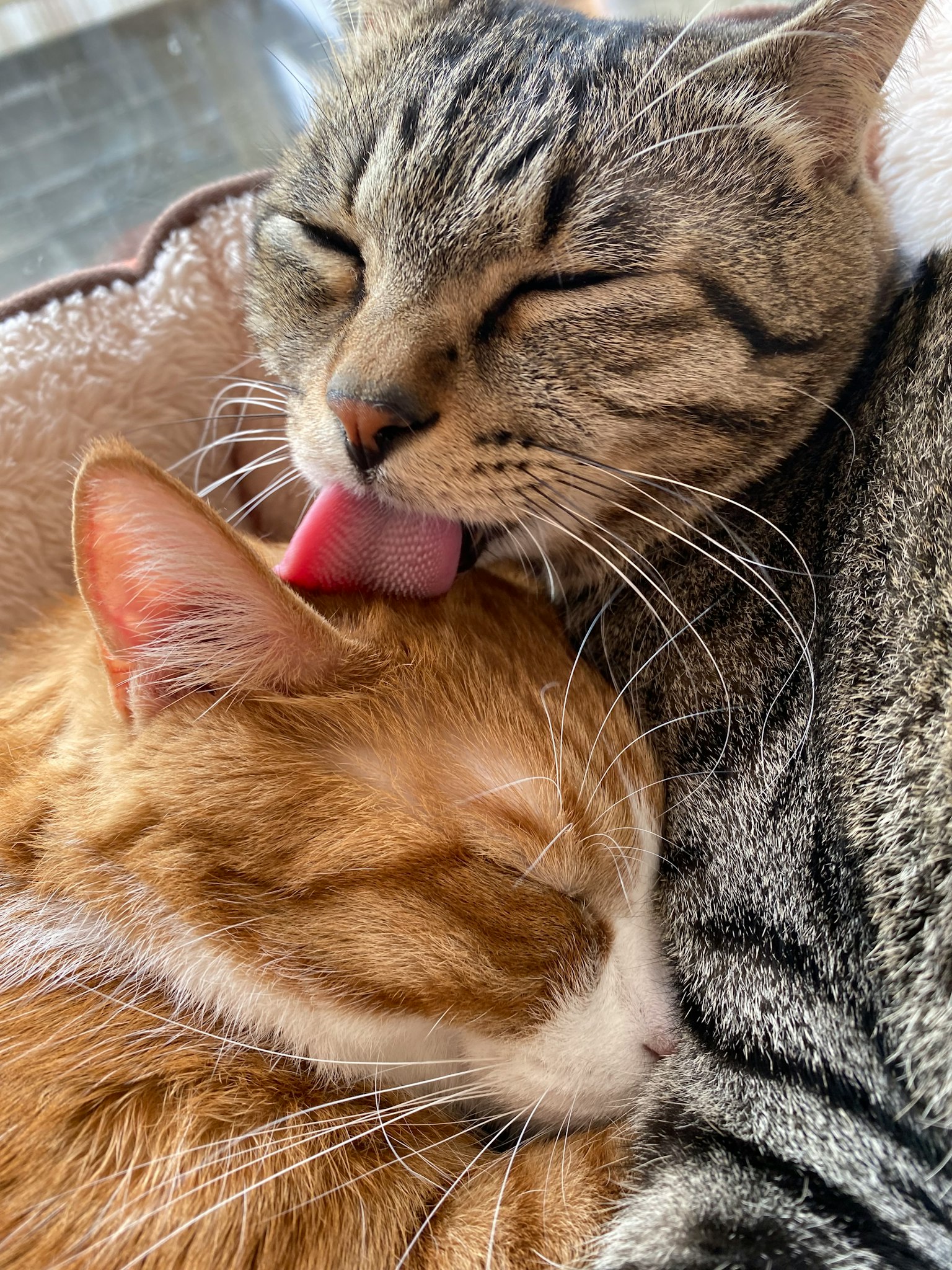 Dua kucing yang saling berpelukan dengan kucing abu-abu menjilat kucing oranye