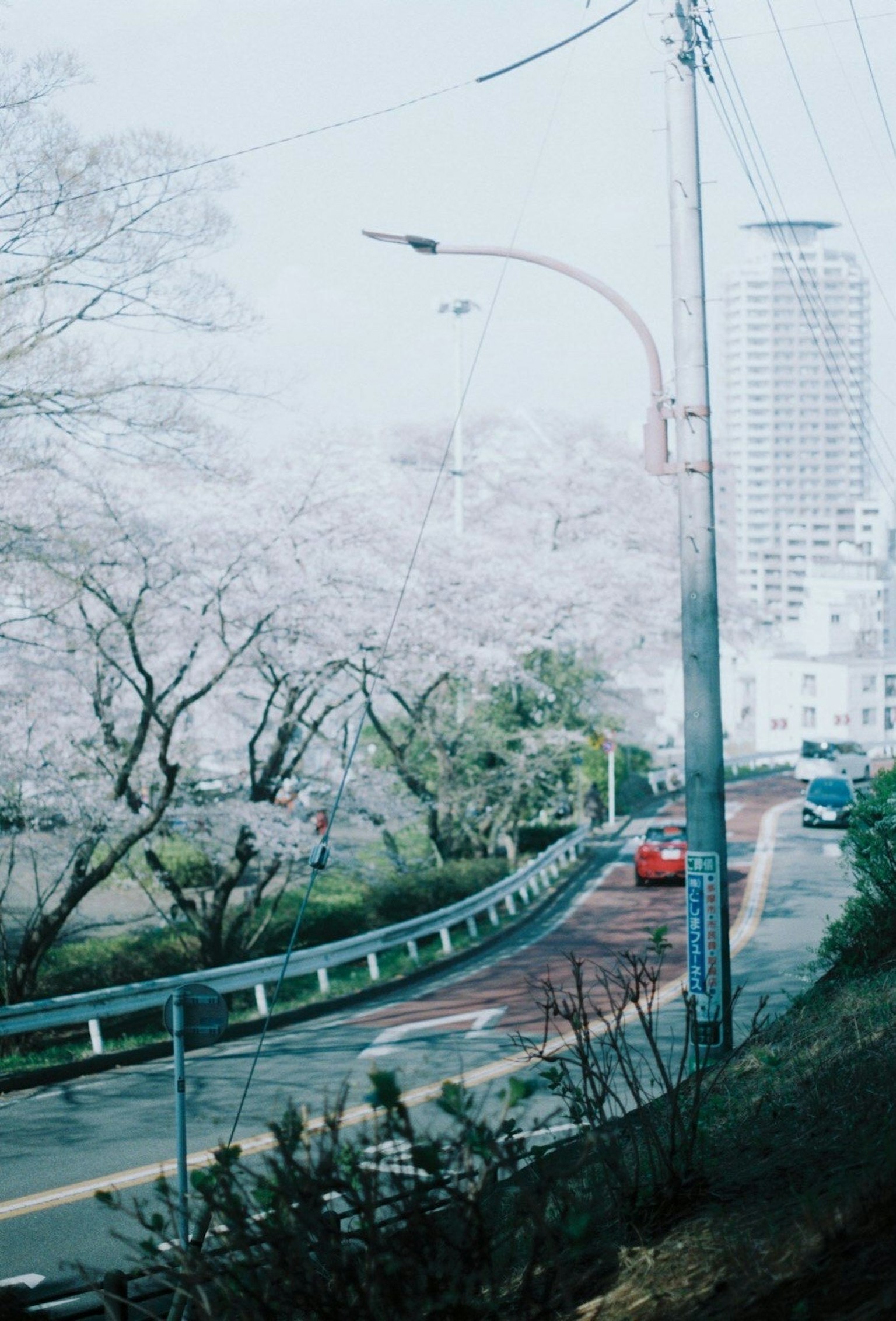 道路兩旁是櫻花樹，背景有摩天大樓