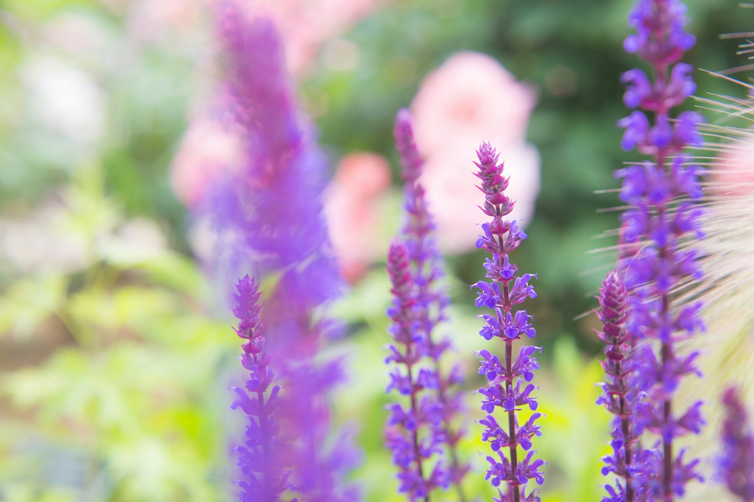 紫色の花が咲いている庭の近接写真
