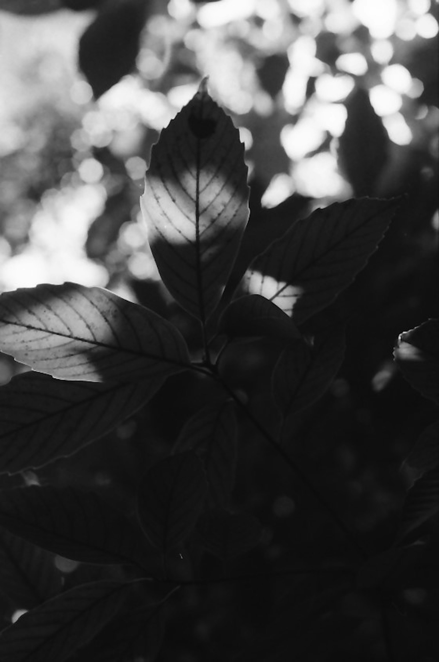 Foto in bianco e nero di foglie di pianta con ombre