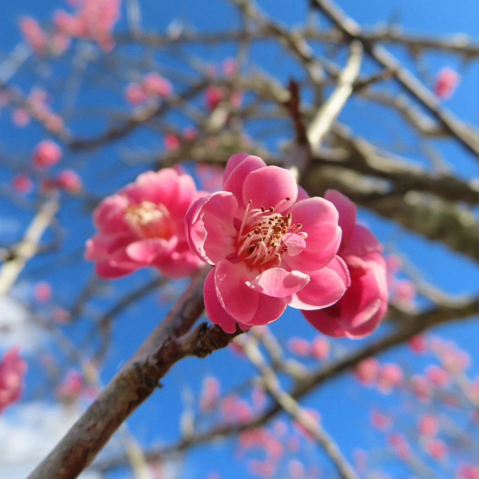 Fiori rosa che sbocciano su un ramo sotto un cielo blu