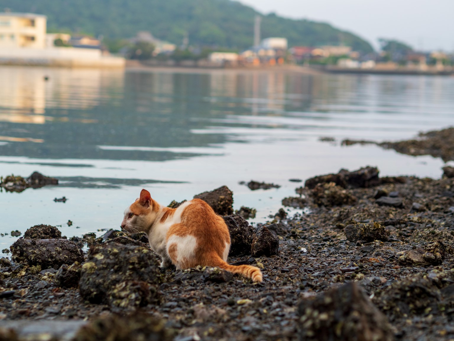 Un gato marrón y blanco sentado sobre rocas junto a la orilla