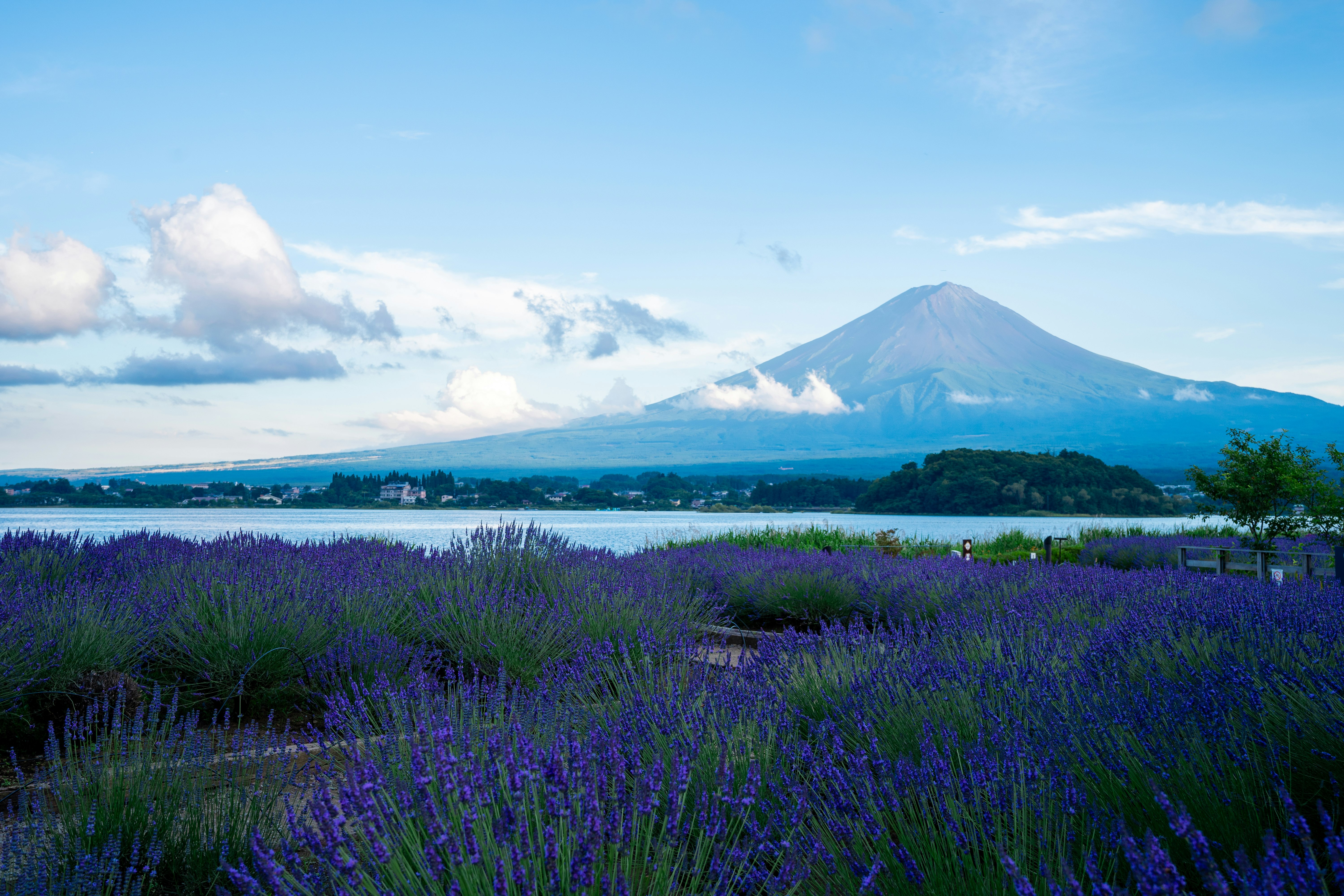 ラベンダー畑と海を望む山並みの風景