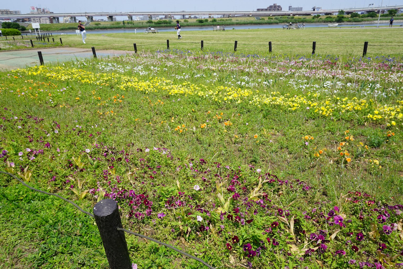 Colorful flower meadow with a river view