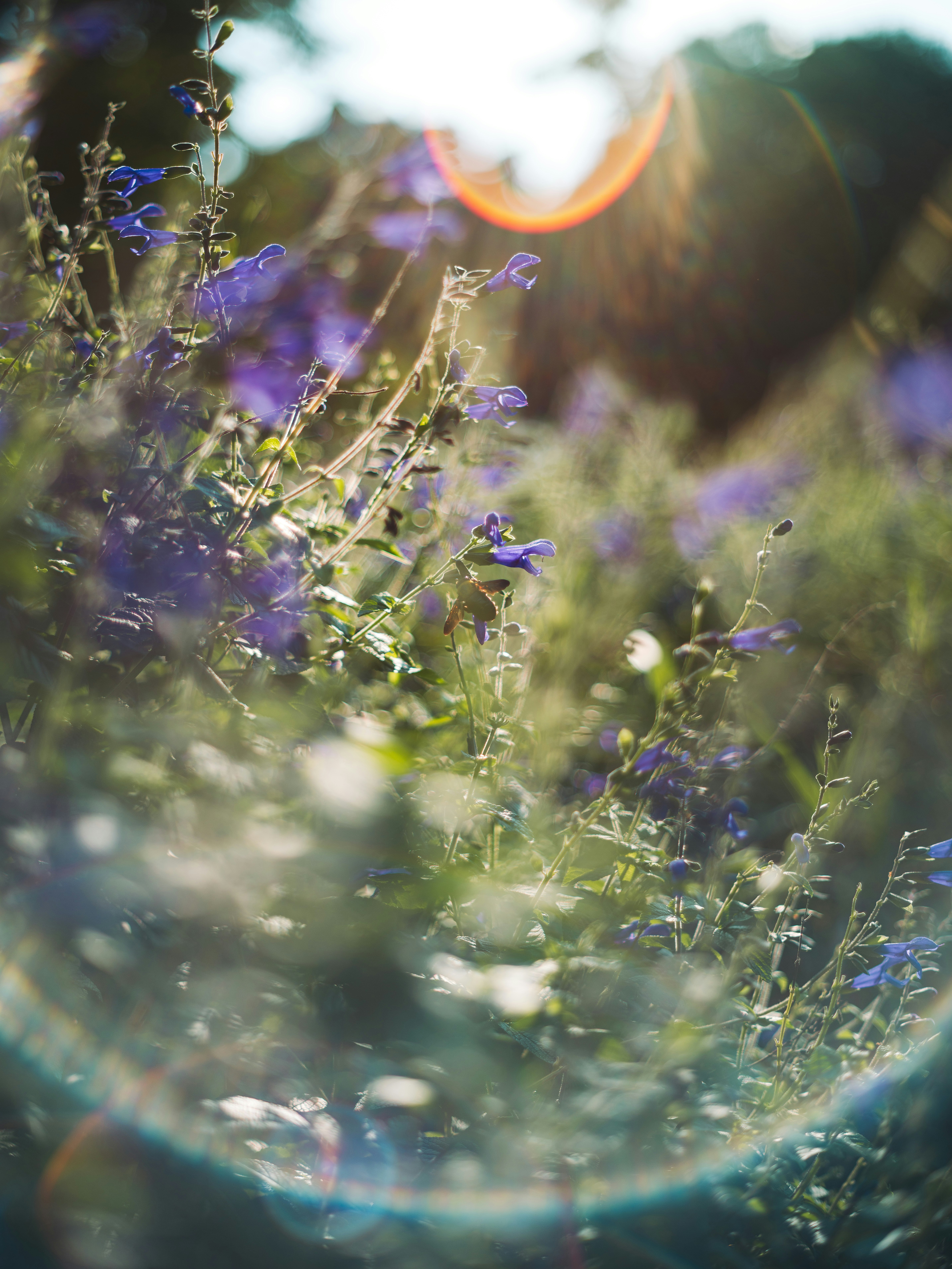 野原の紫の花と草むらのボケた風景