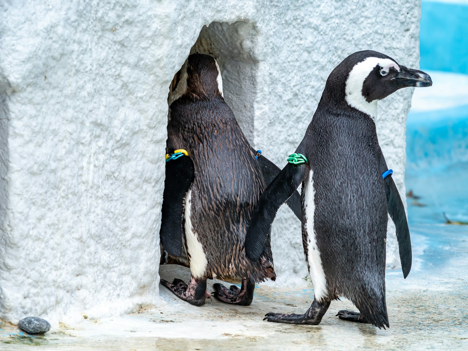 Des pingouins entrant et sortant d'une zone de nidification