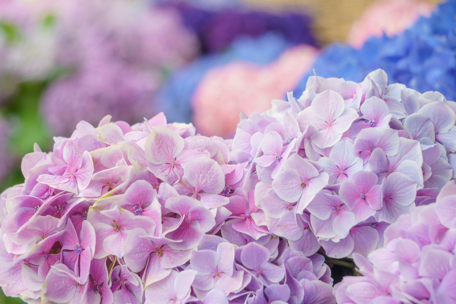 Primo piano di fiori di ortensia rosa e viola in fiore