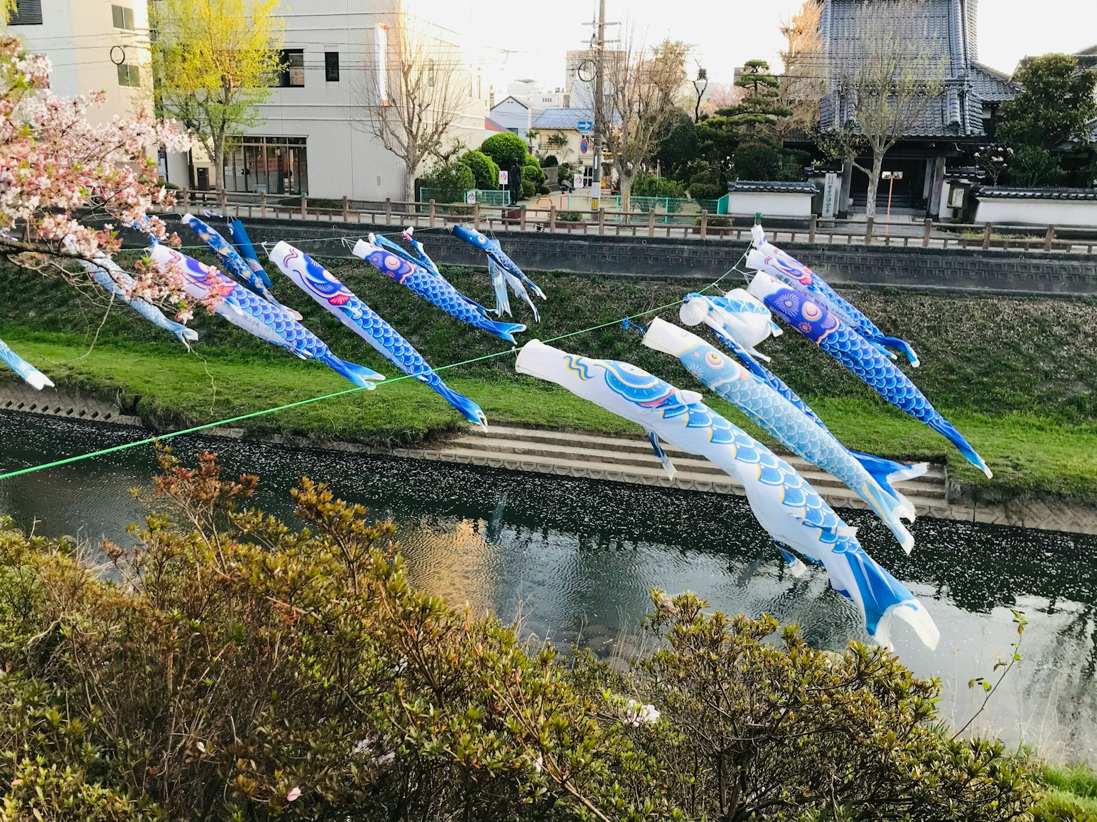 Colorful koi nobori flags fluttering above a river