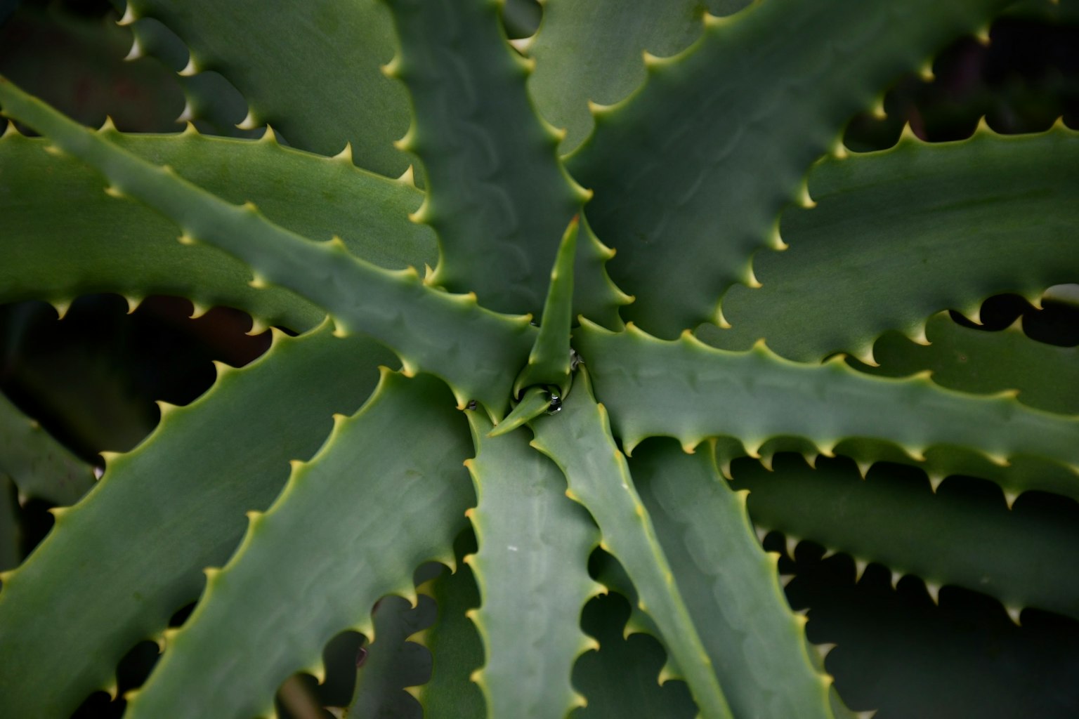 Grüne Aloe-Vera-Blätter, die strahlenförmig ausbreiten