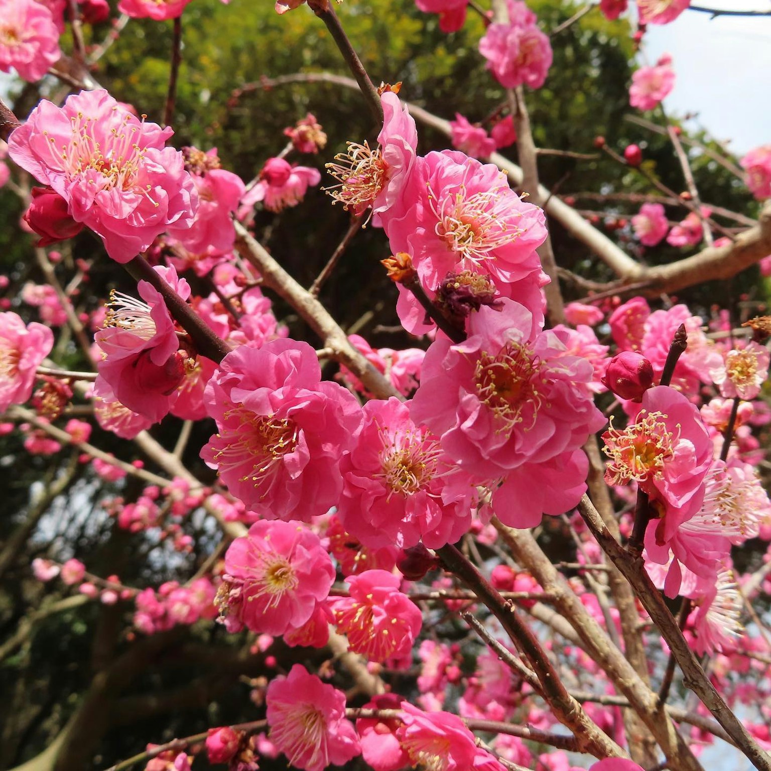 粉色梅花在樹枝上的特寫