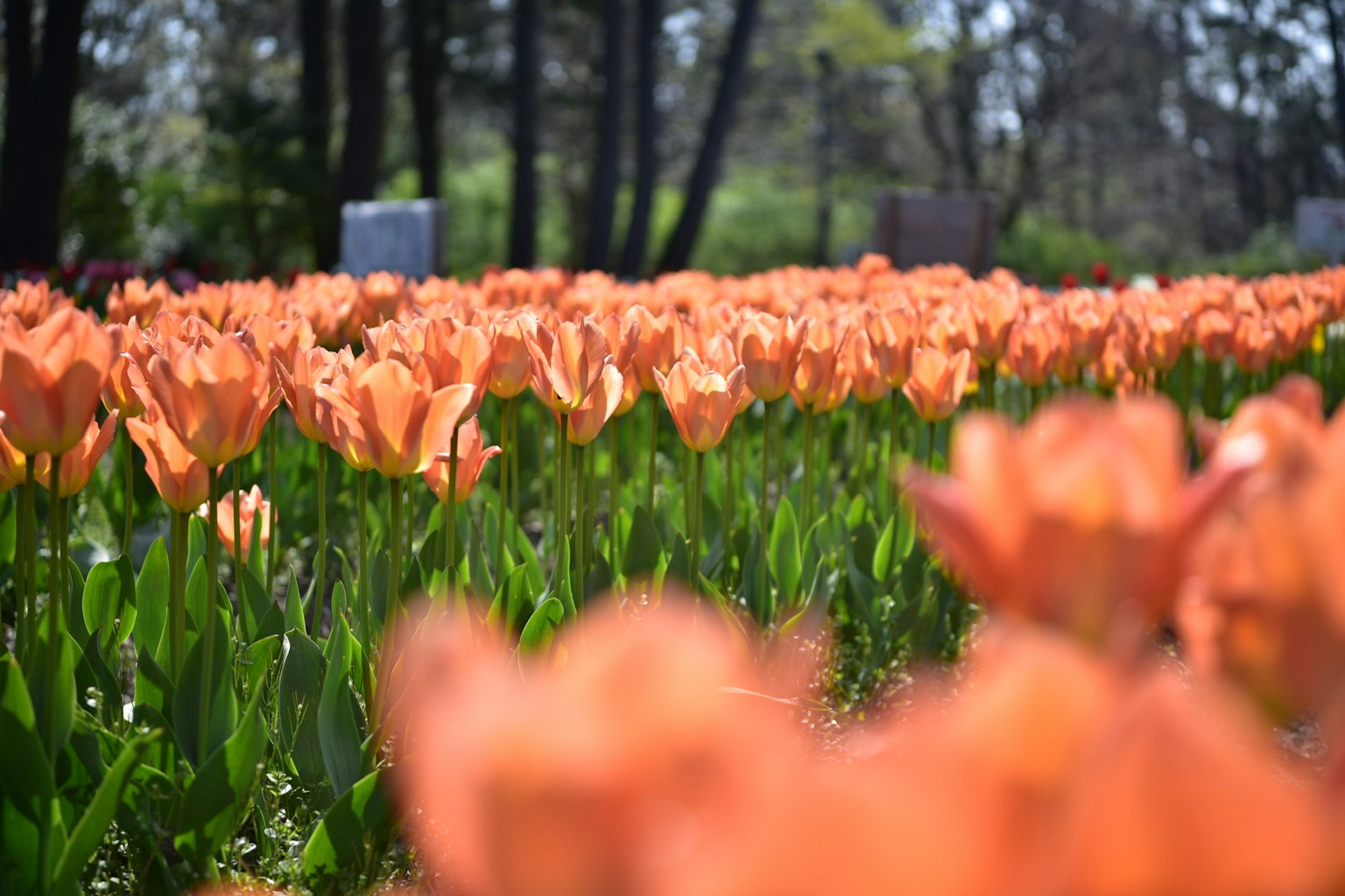 Campo de tulipanes naranjas en flor rodeado de vegetación