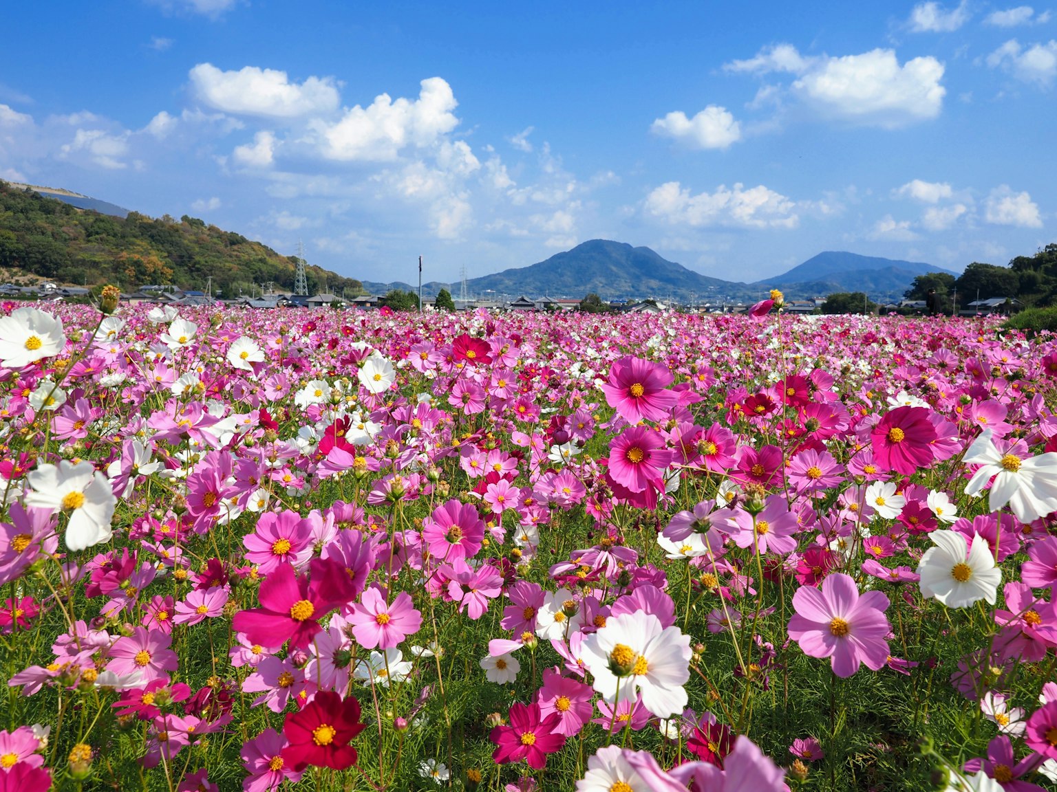 Champ vibrant de fleurs cosmos sous un ciel bleu avec des montagnes en arrière-plan