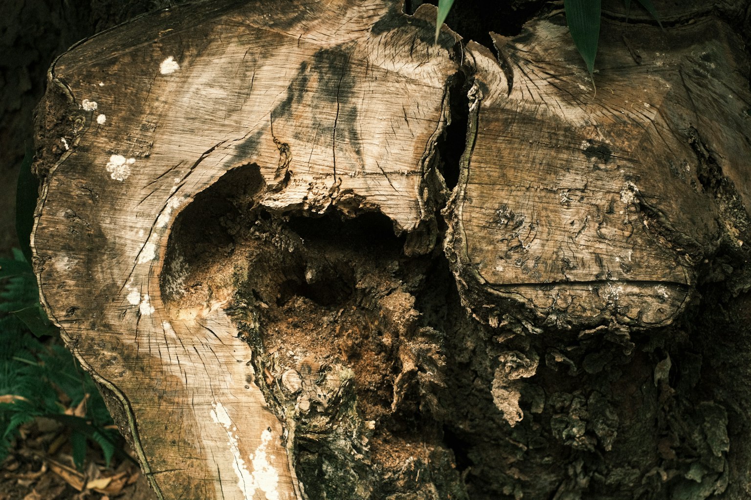 Primo piano di un ceppo d'albero con motivi e texture uniche