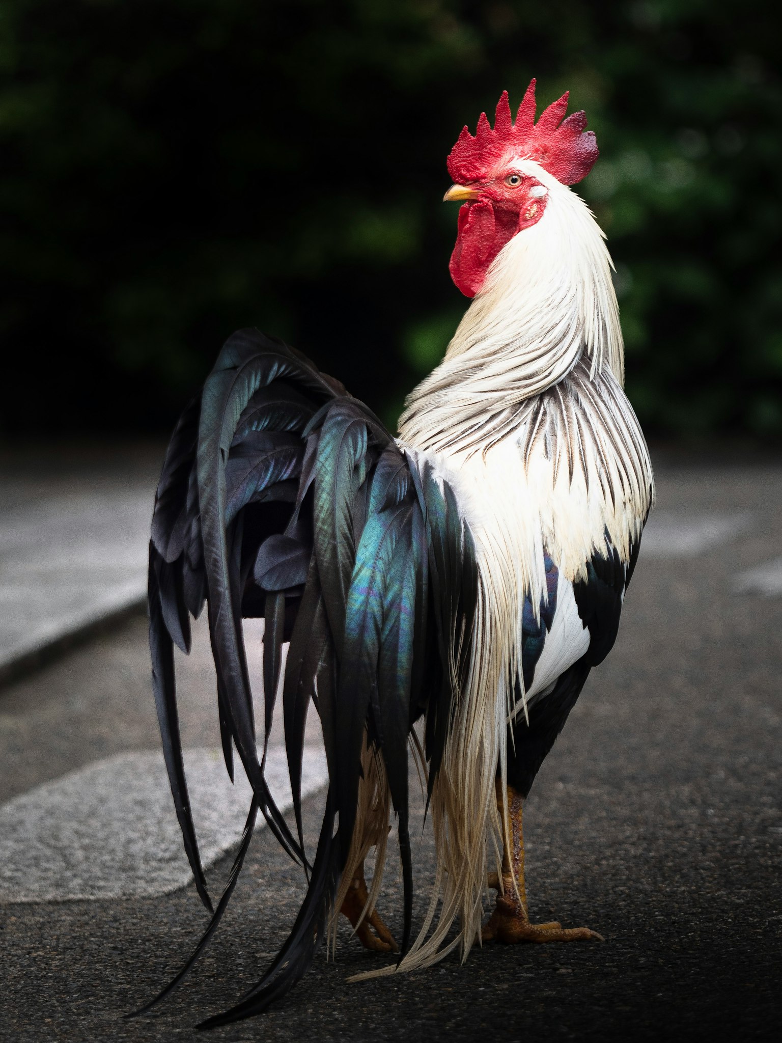 Un gallo negro y blanco llamativo de pie con plumaje vibrante