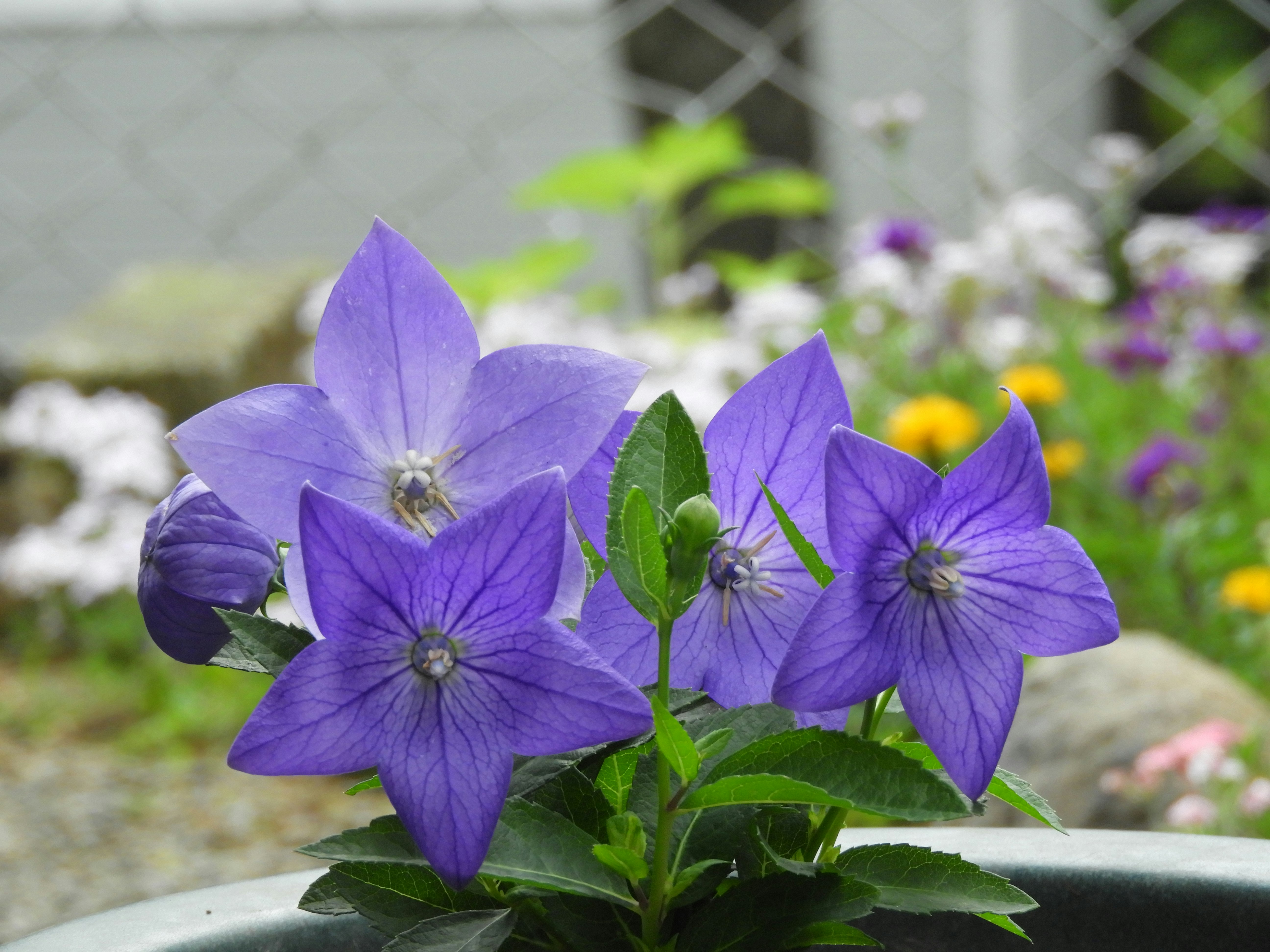 紫の桔梗の花束のような寄せ植え