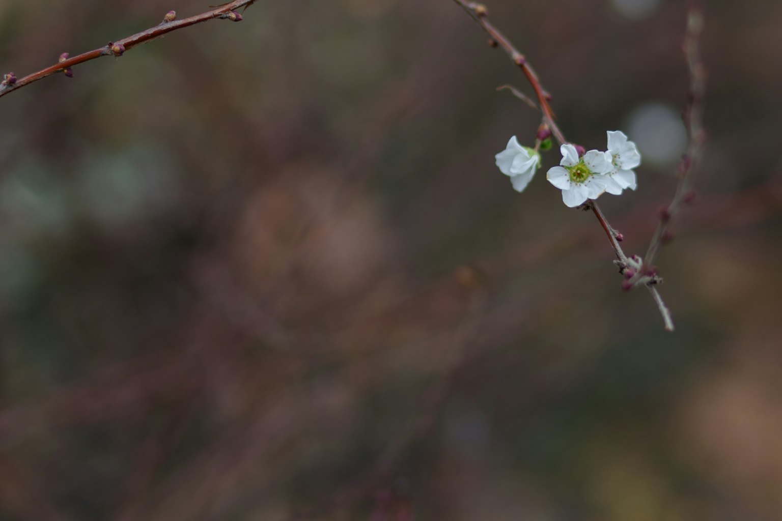 Primo piano di un ramo sottile con fiori bianchi su uno sfondo naturale sfocato