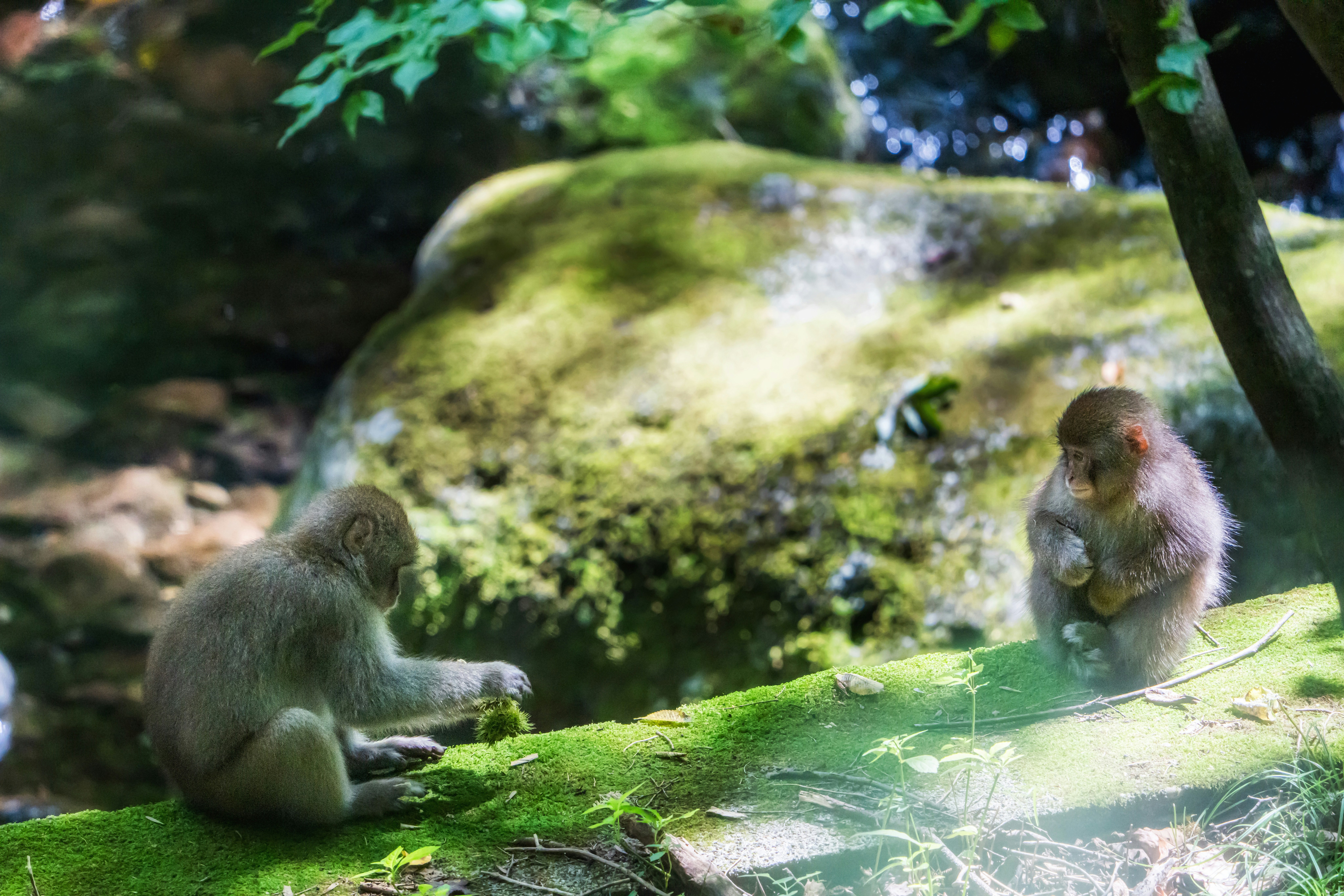 苔むした岩の上で寄り添うサルの親子