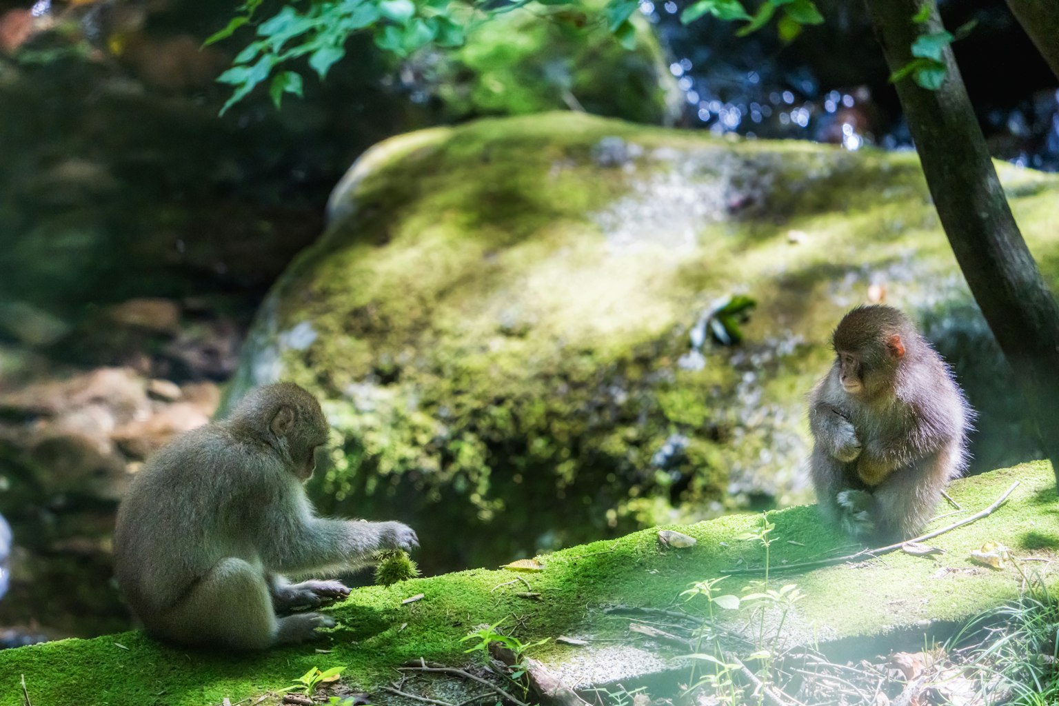 緑の苔の上で遊ぶ二匹の猿の写真