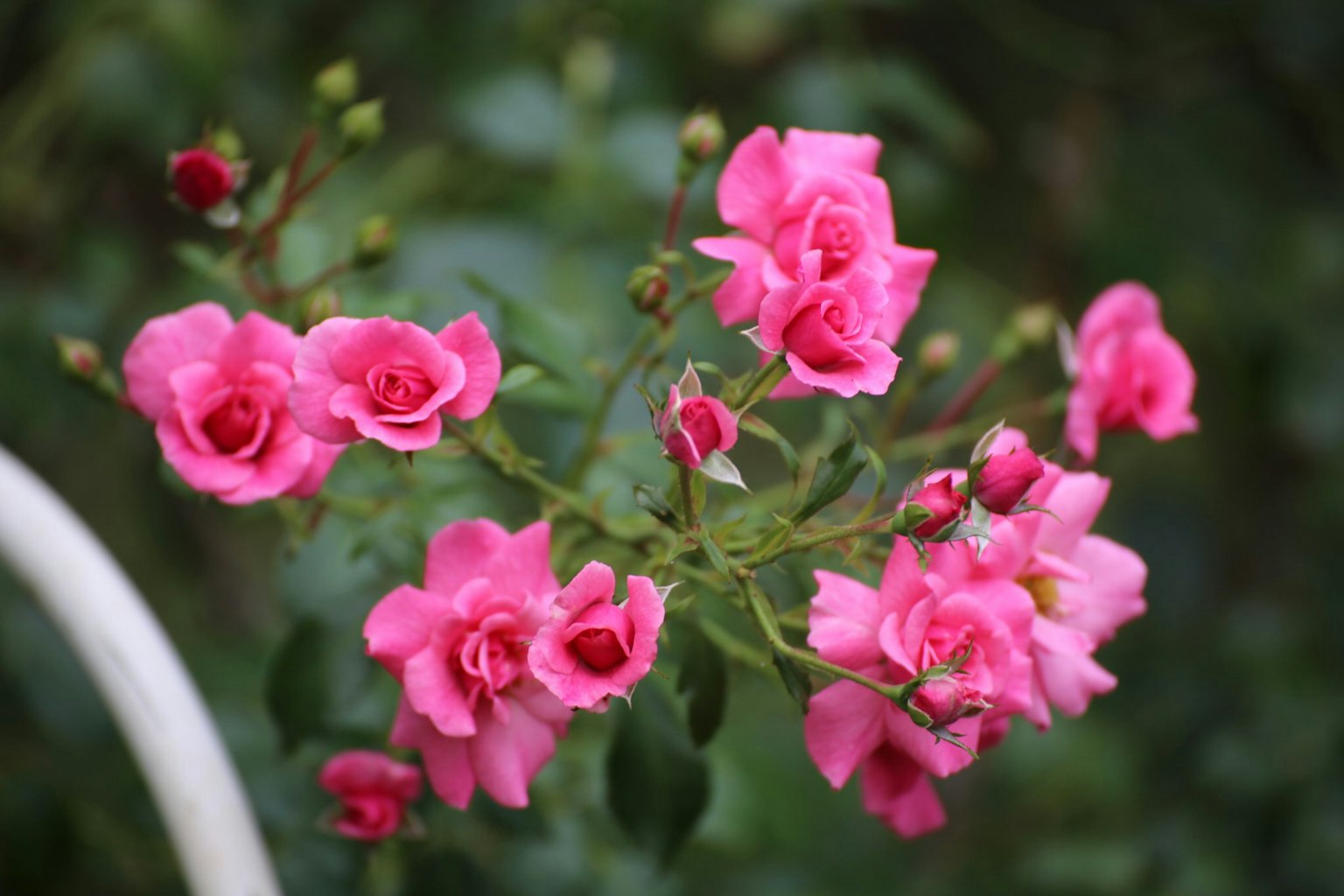 Mawar pink cerah mekar dengan daun hijau subur